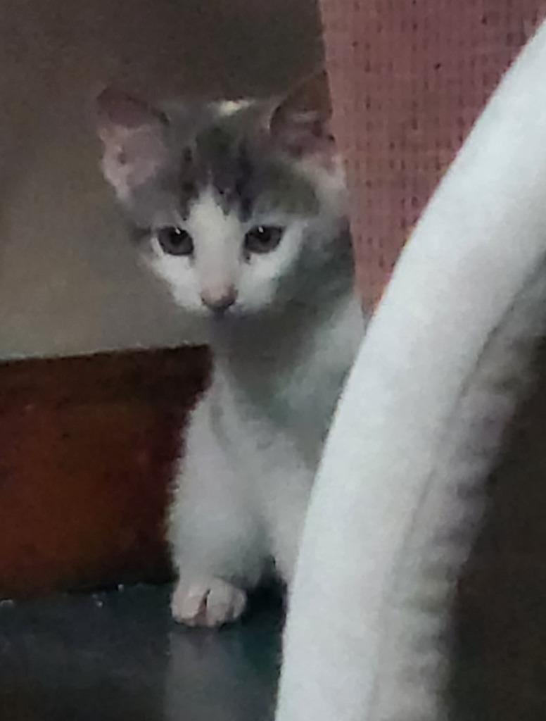 Enlarge Eichel, a Adoptable American Shorthair in Hagaman, NY image 6/6