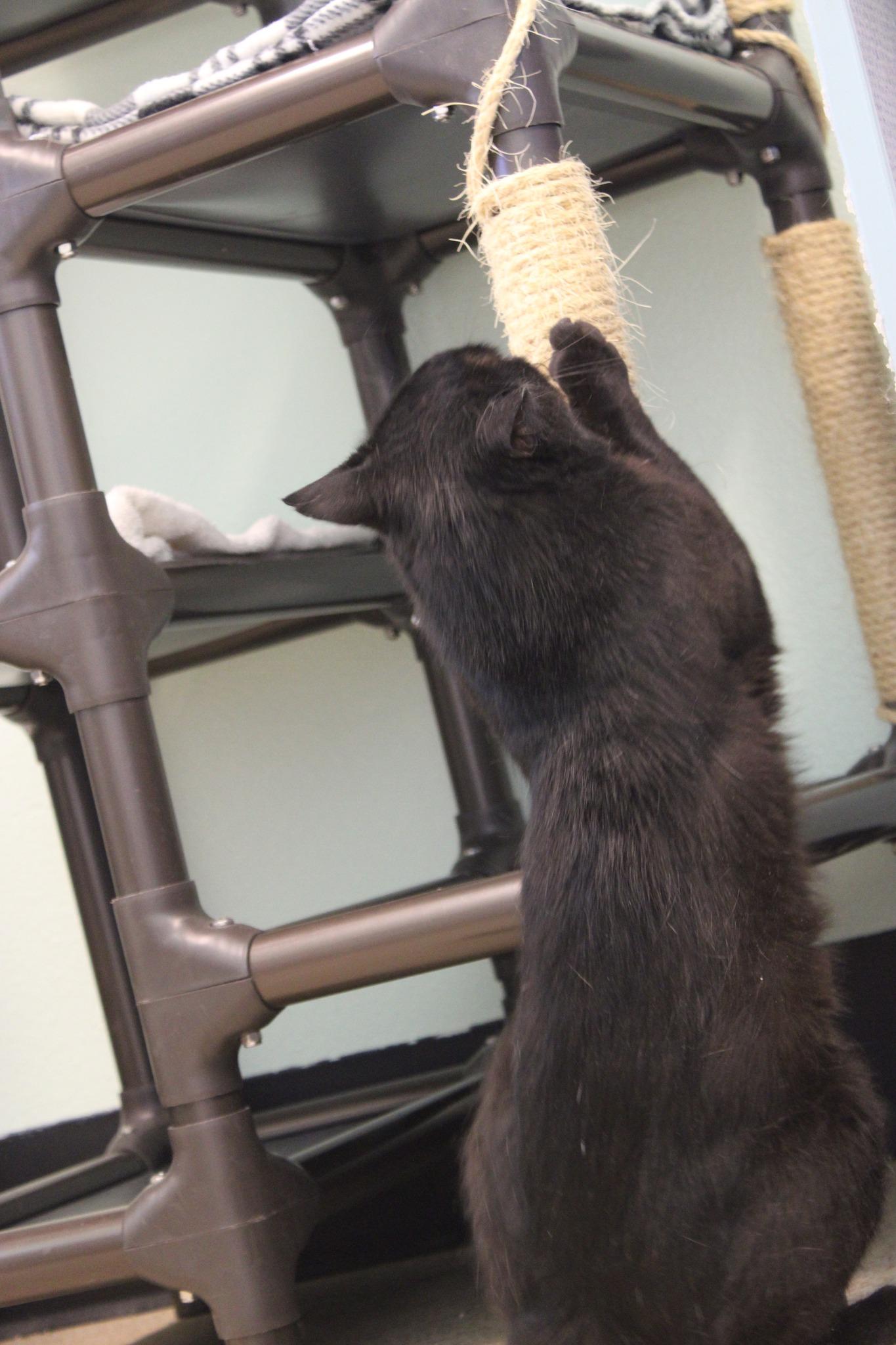 Salem, a ADOPTABLE mixed breed in Weaverville, CA image 4/5