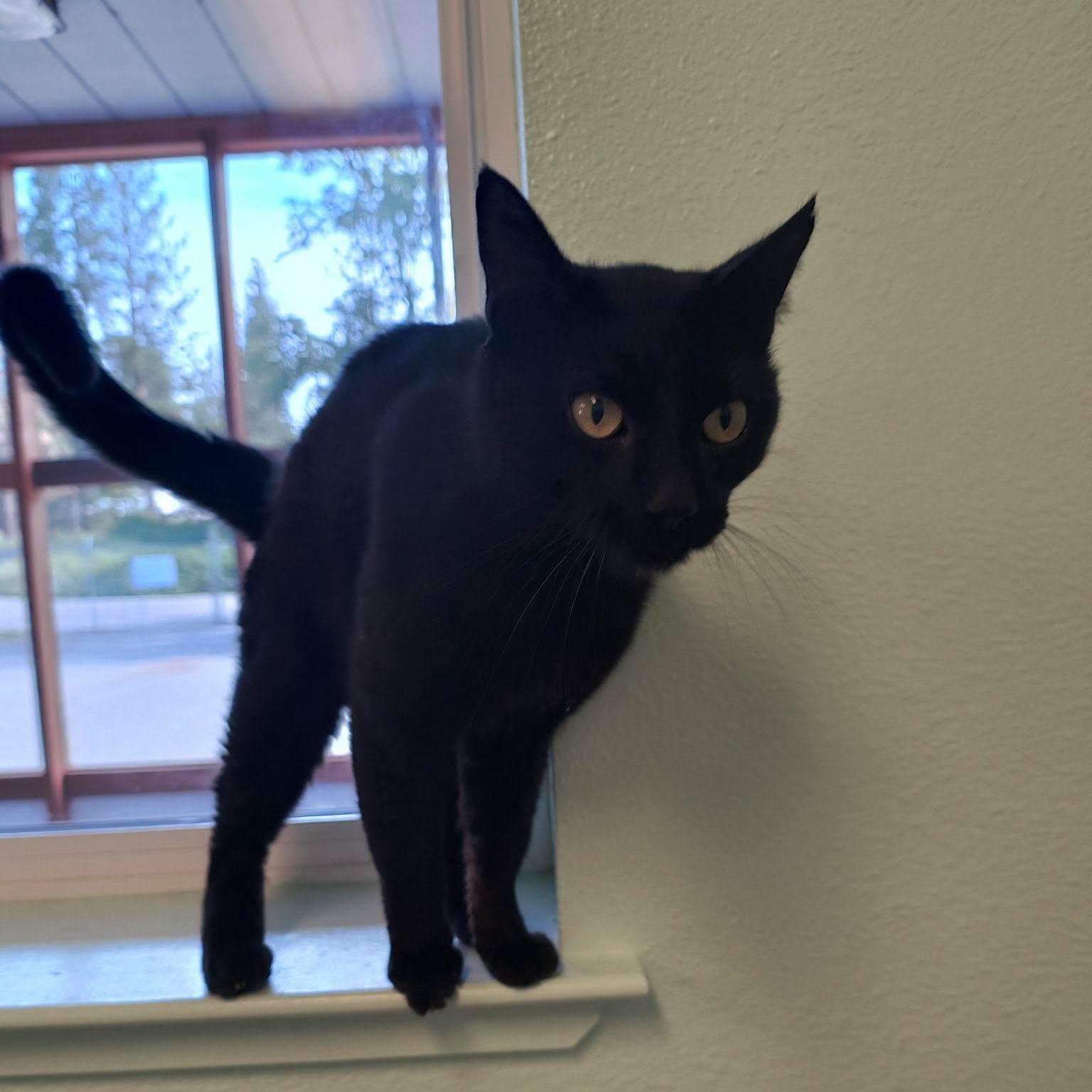 Salem, a ADOPTABLE mixed breed in Weaverville, CA image 3/5