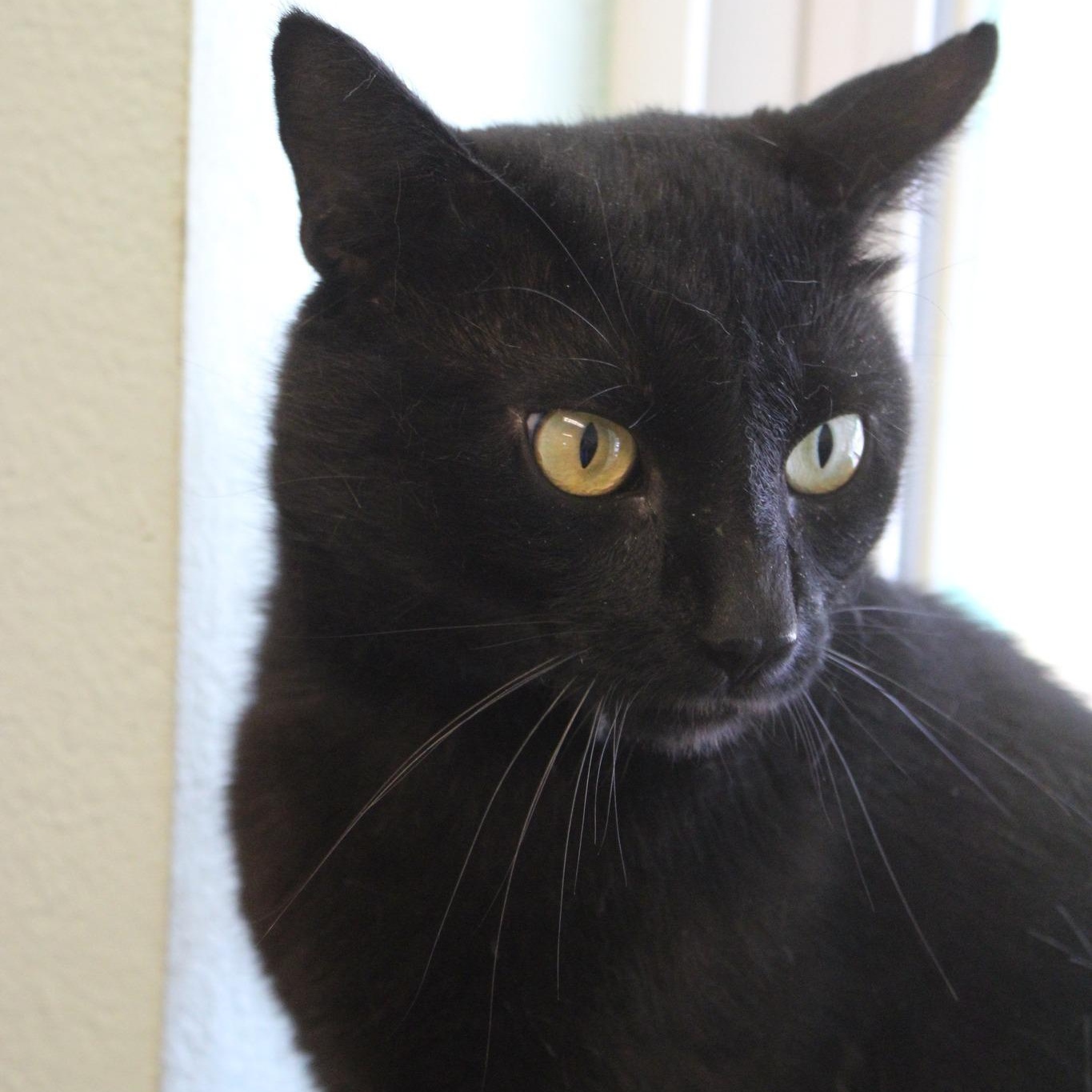 Salem, a ADOPTABLE mixed breed in Weaverville, CA image 1/5