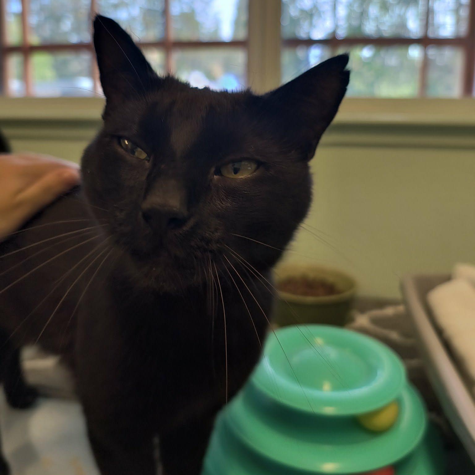 Salem, a ADOPTABLE mixed breed in Weaverville, CA image 2/5
