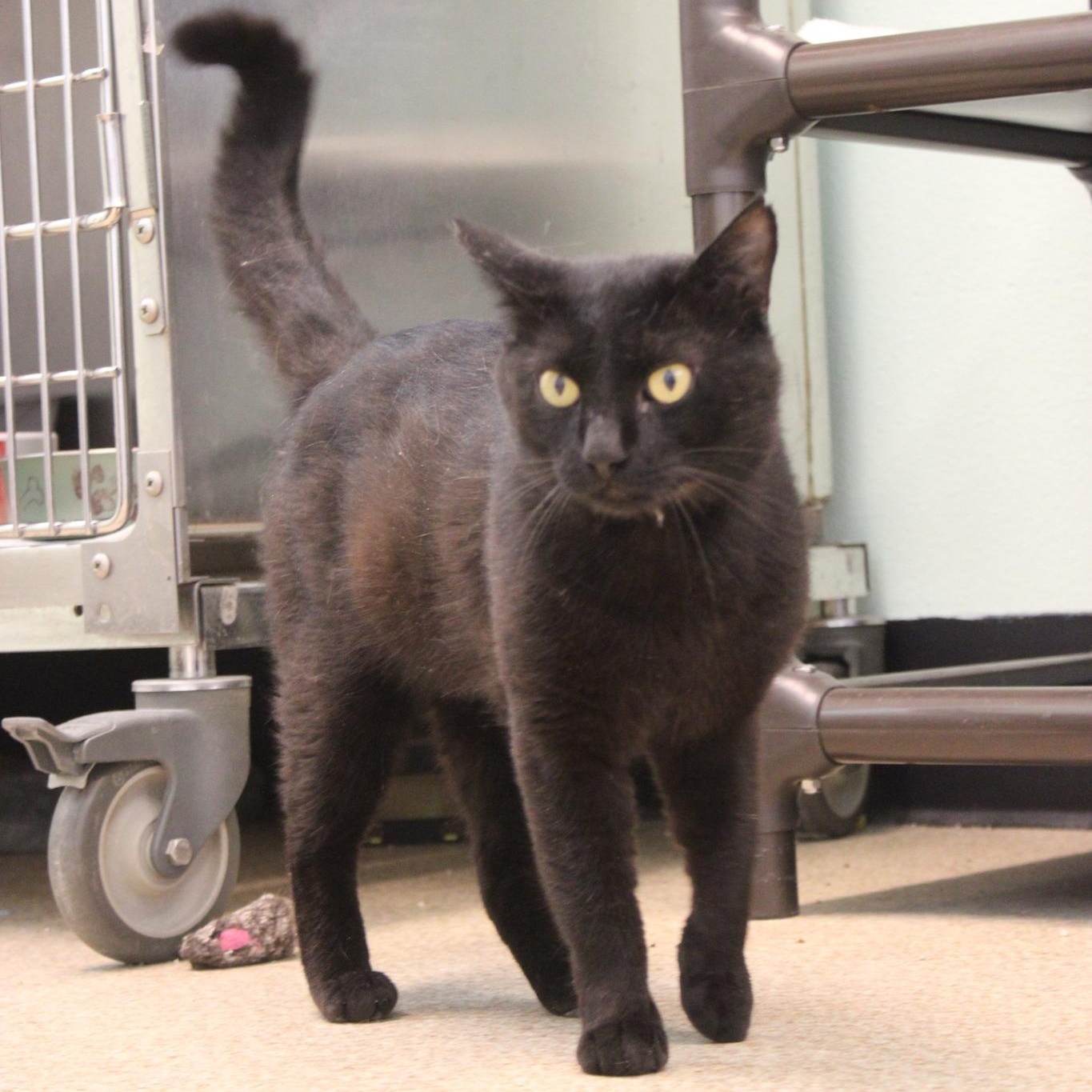 Salem, a ADOPTABLE mixed breed in Weaverville, CA image 5/5