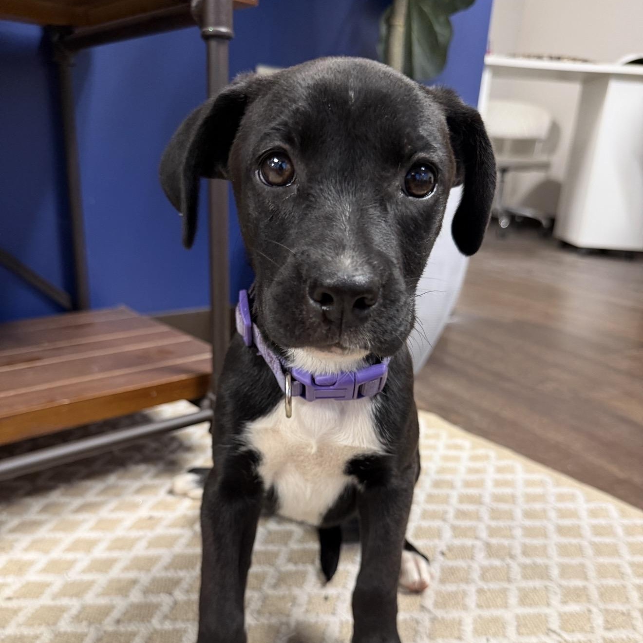 Enlarge ALLIE, a Adoptable mixed breed in Smithfield , RI image 1/4