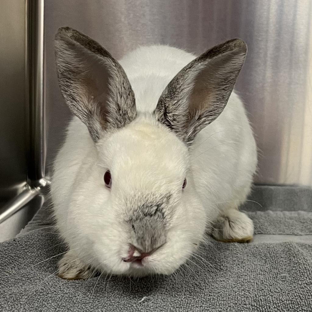 Gauge, Adoptable, Adult Male Himalayan.