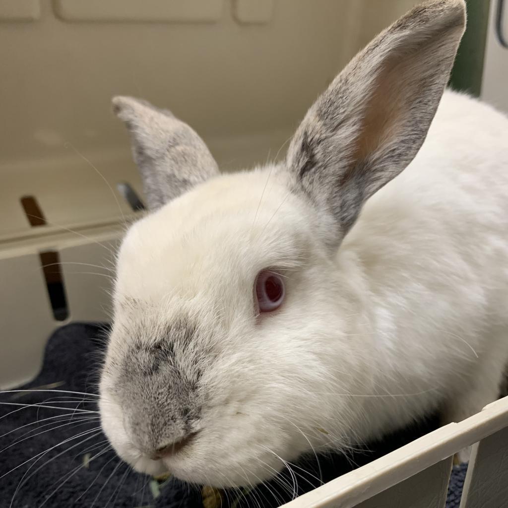 Enlarge Gauge, a Adoptable Himalayan in Kennesaw, GA image 2/3