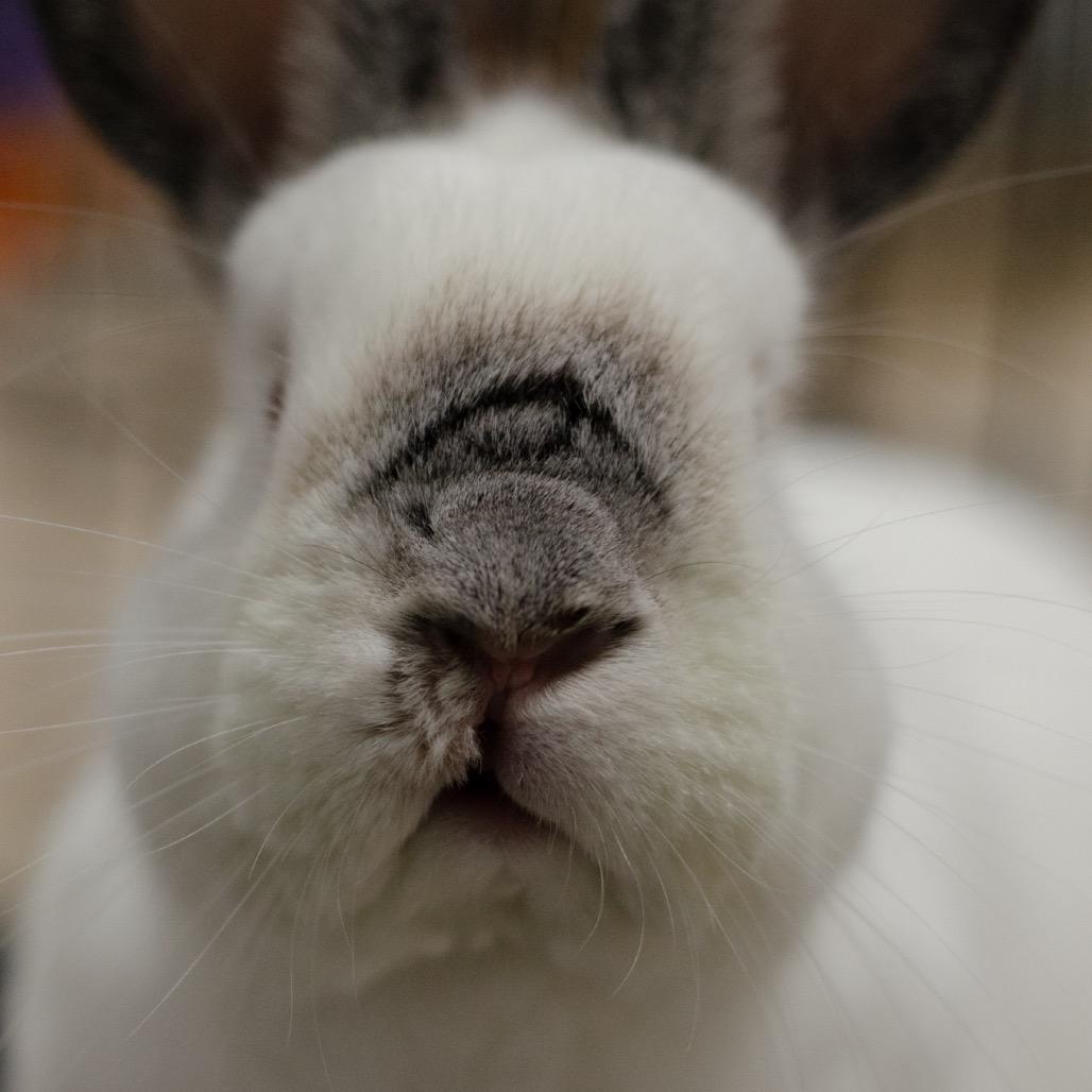 Enlarge Gauge, a Adoptable Himalayan in Kennesaw, GA image 3/3