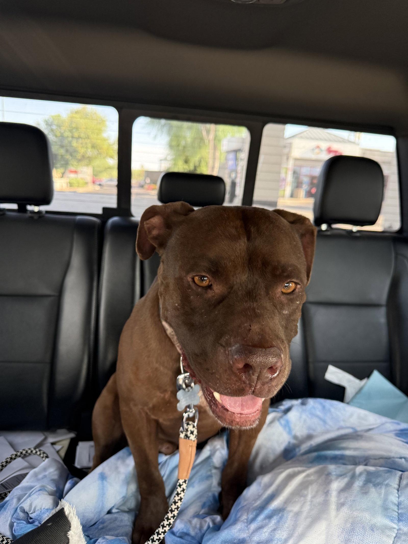 THOR, Adopted, Young Male American Bulldog & Staffordshire Bull Terrier.