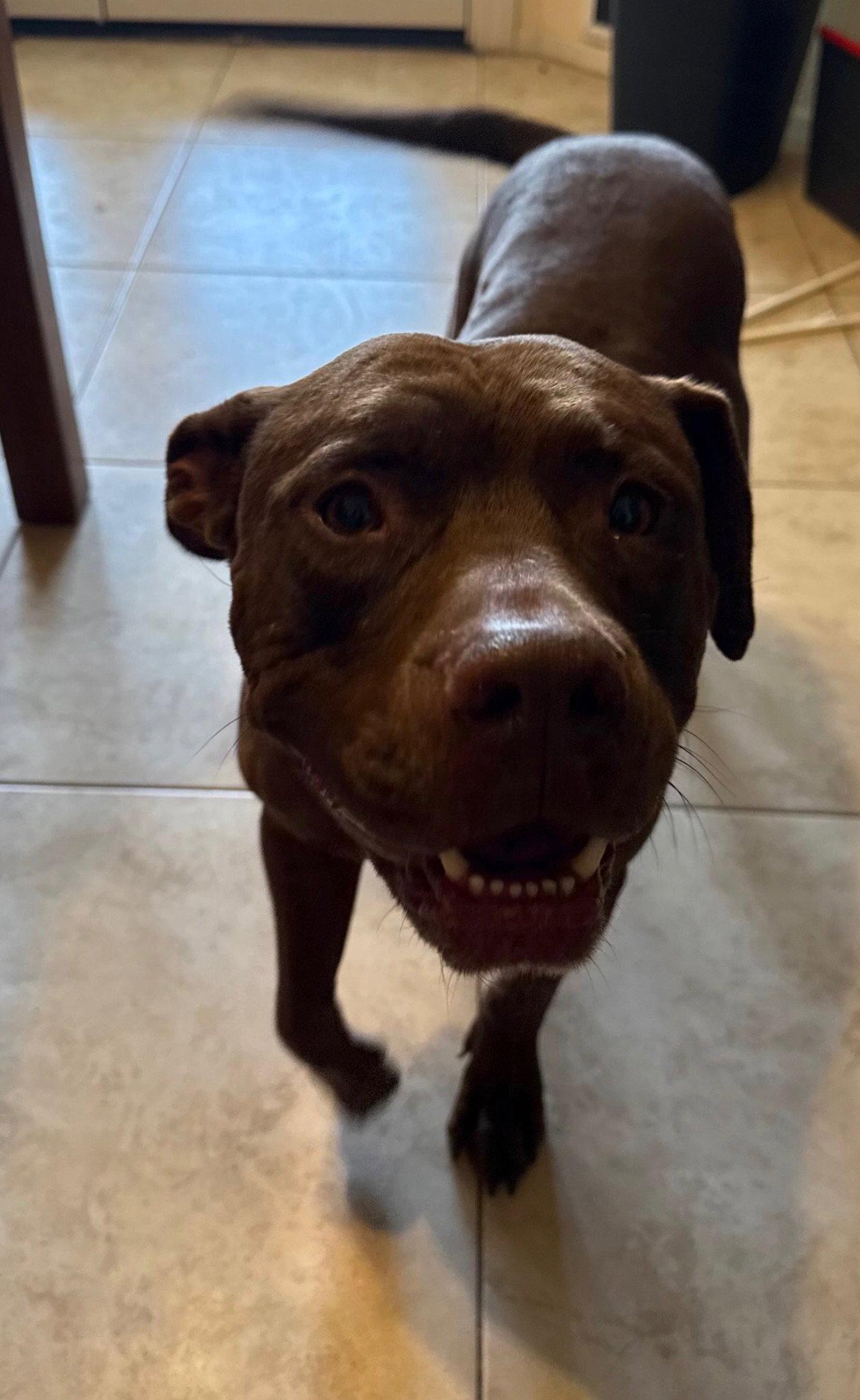 THOR, a Adopted mixed breed in Chandler, AZ image 3/3
