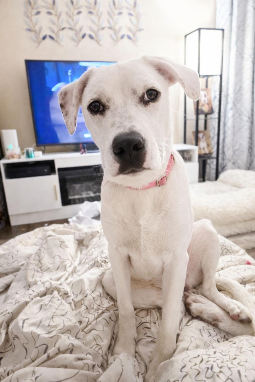 Enlarge Nellie , an adoptable mixed breed in Youngstown, OH image 2/6