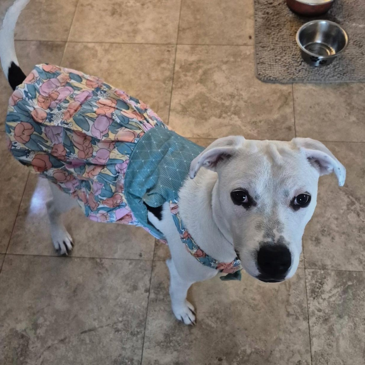 Enlarge Nellie , an adoptable mixed breed in Youngstown, OH image 1/6