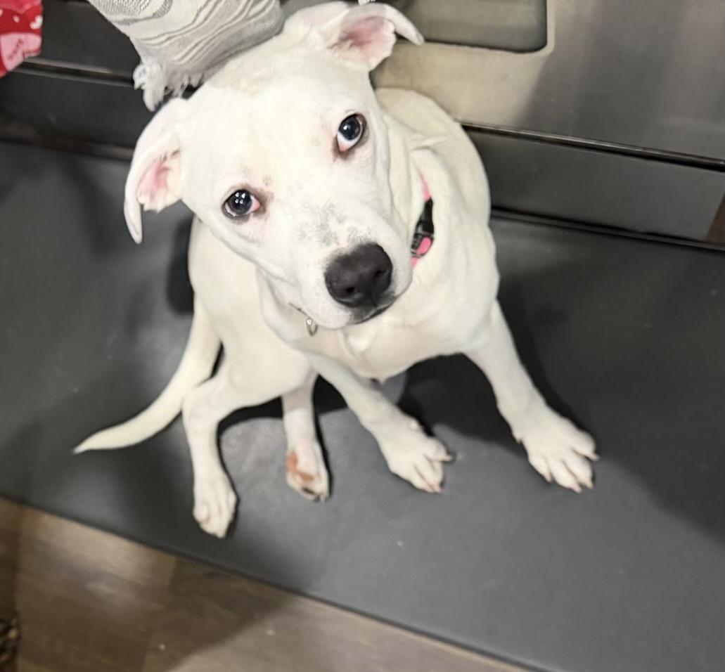 Nellie , adoptable, Puppy Female American Staffordshire Terrier.