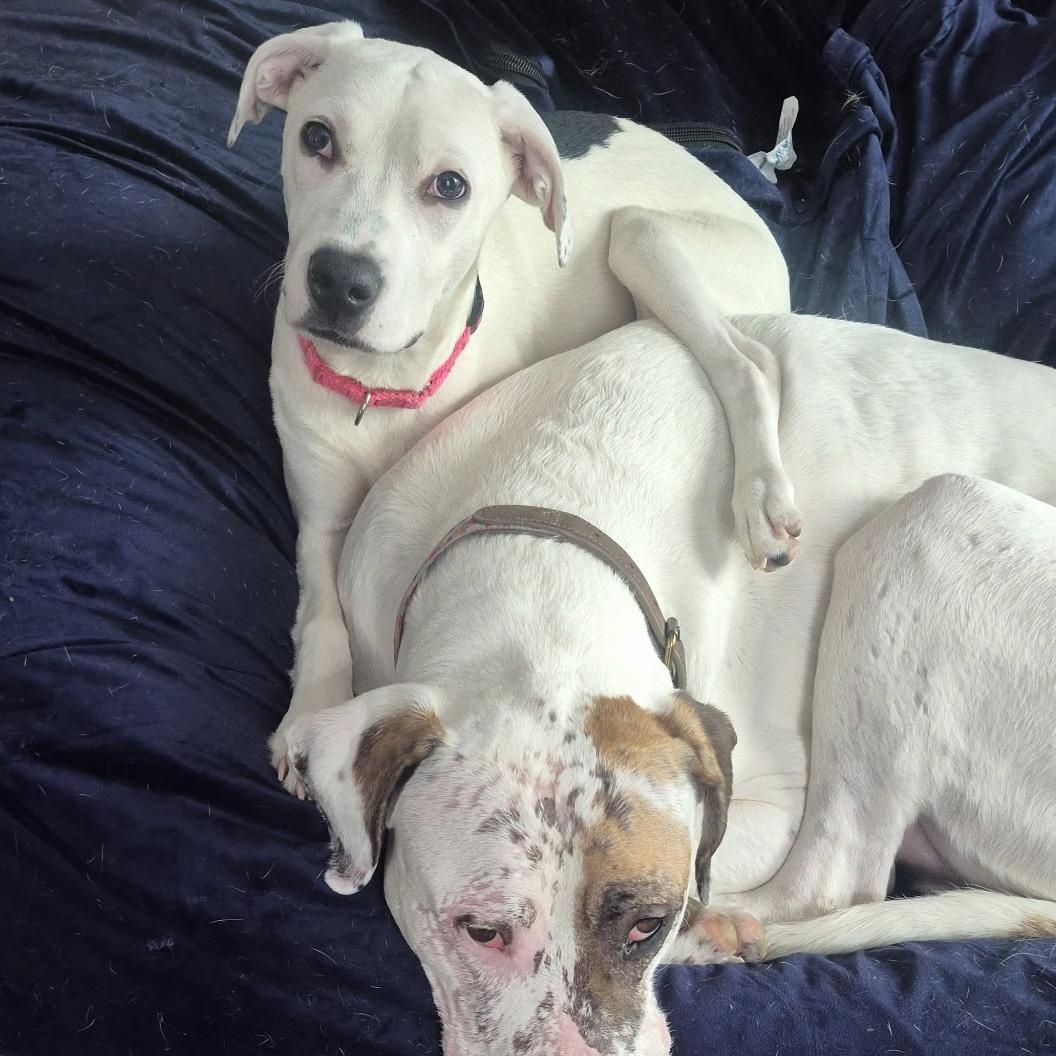 Enlarge Nellie , a ADOPTABLE mixed breed in Youngstown, OH image 1/6