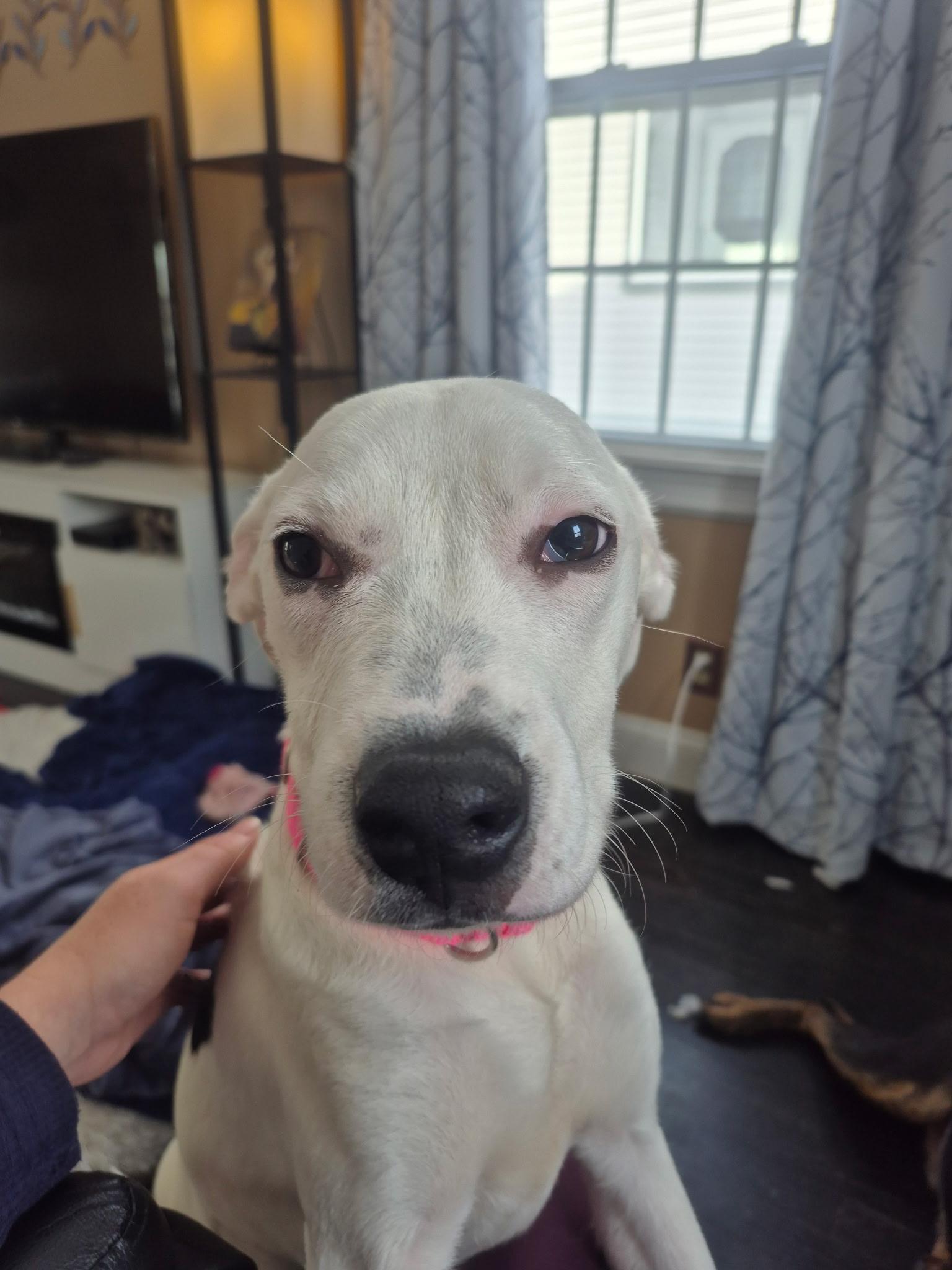 Enlarge Nellie , a ADOPTABLE mixed breed in Youngstown, OH image 4/6