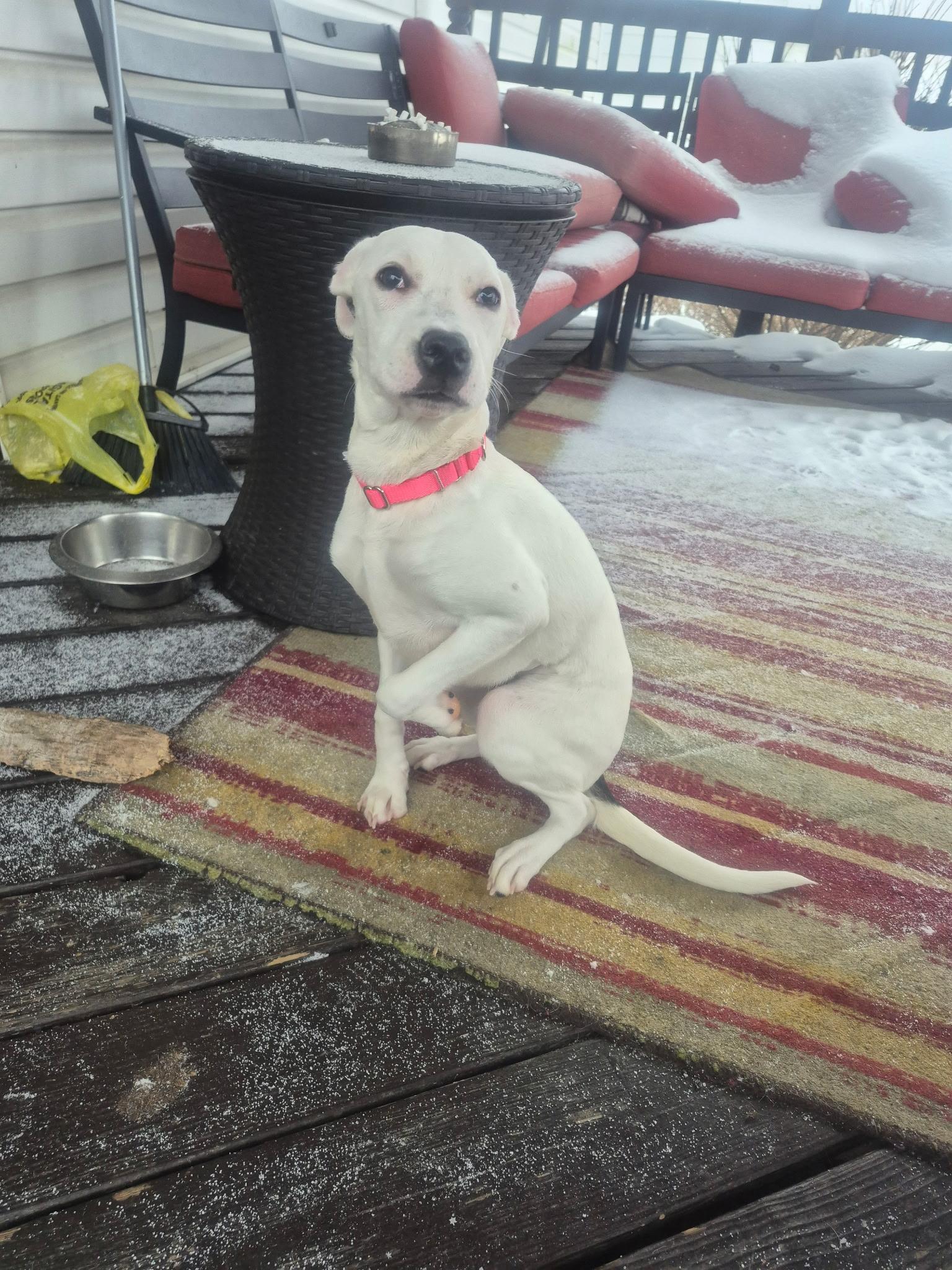 Enlarge Nellie , a ADOPTABLE mixed breed in Youngstown, OH image 6/6