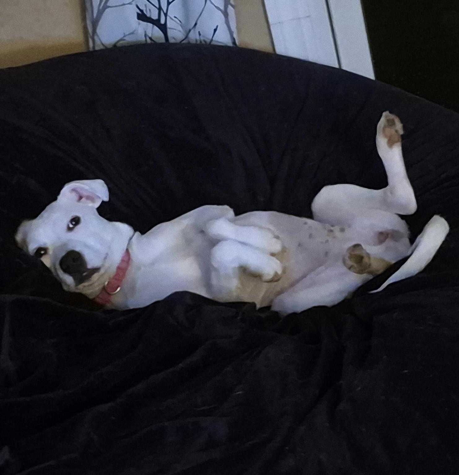 Enlarge Nellie , an adoptable mixed breed in Youngstown, OH image 4/6