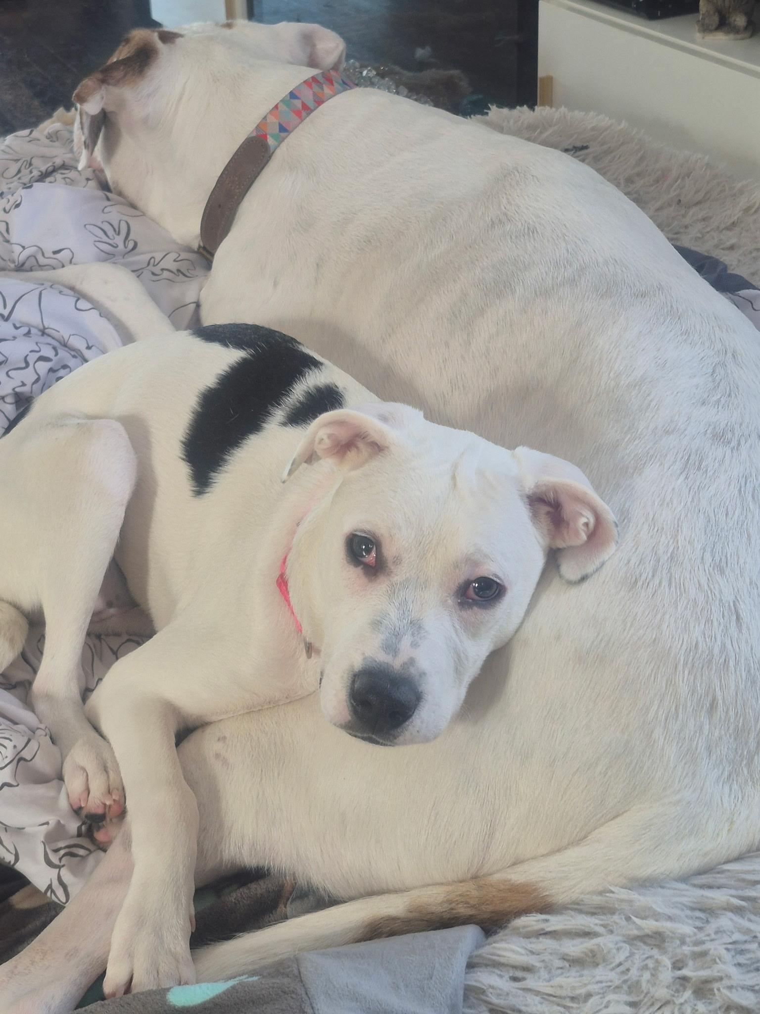 Enlarge Nellie , a ADOPTABLE mixed breed in Youngstown, OH image 3/6