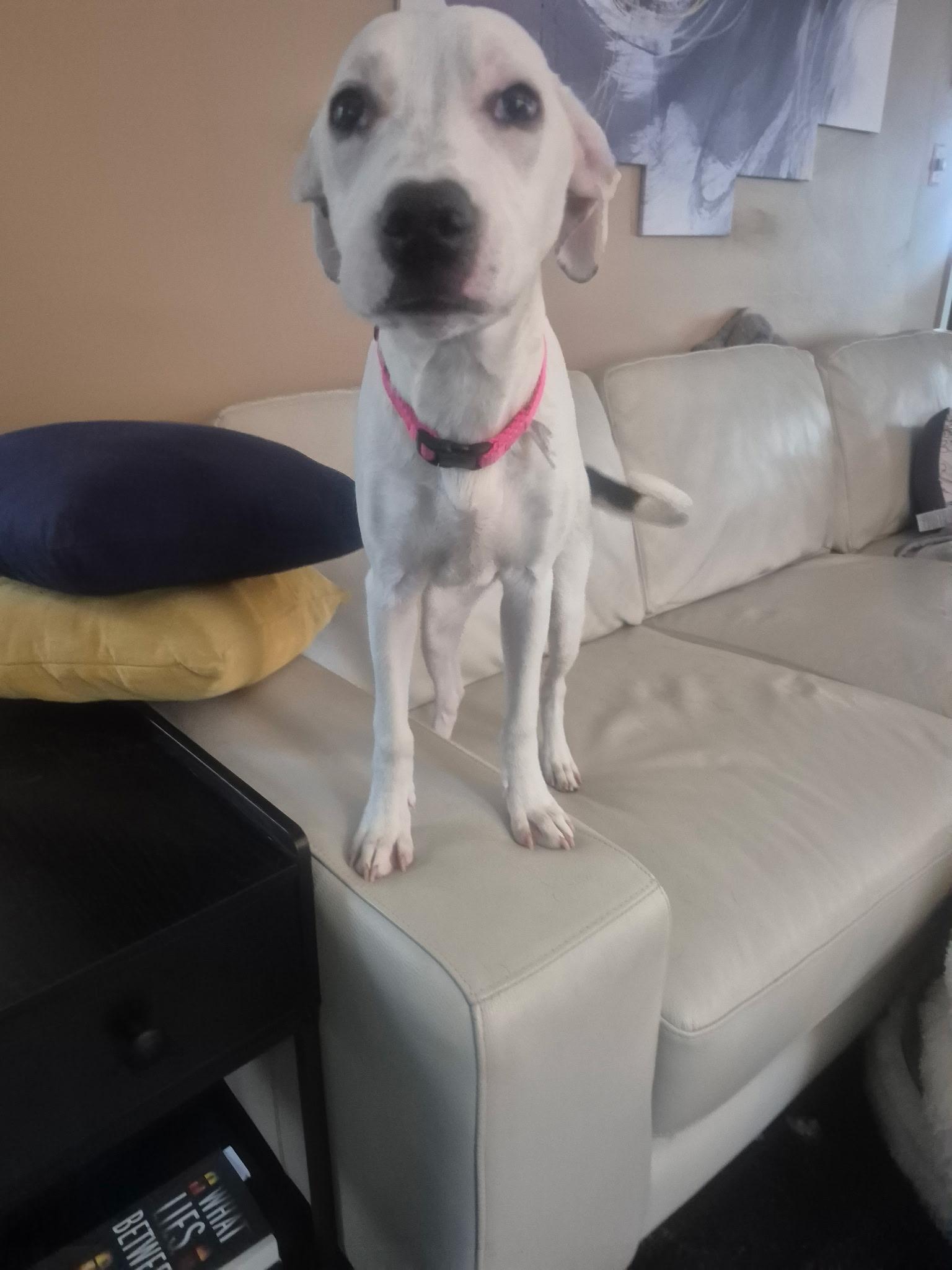 Enlarge Nellie , a ADOPTABLE mixed breed in Youngstown, OH image 2/6