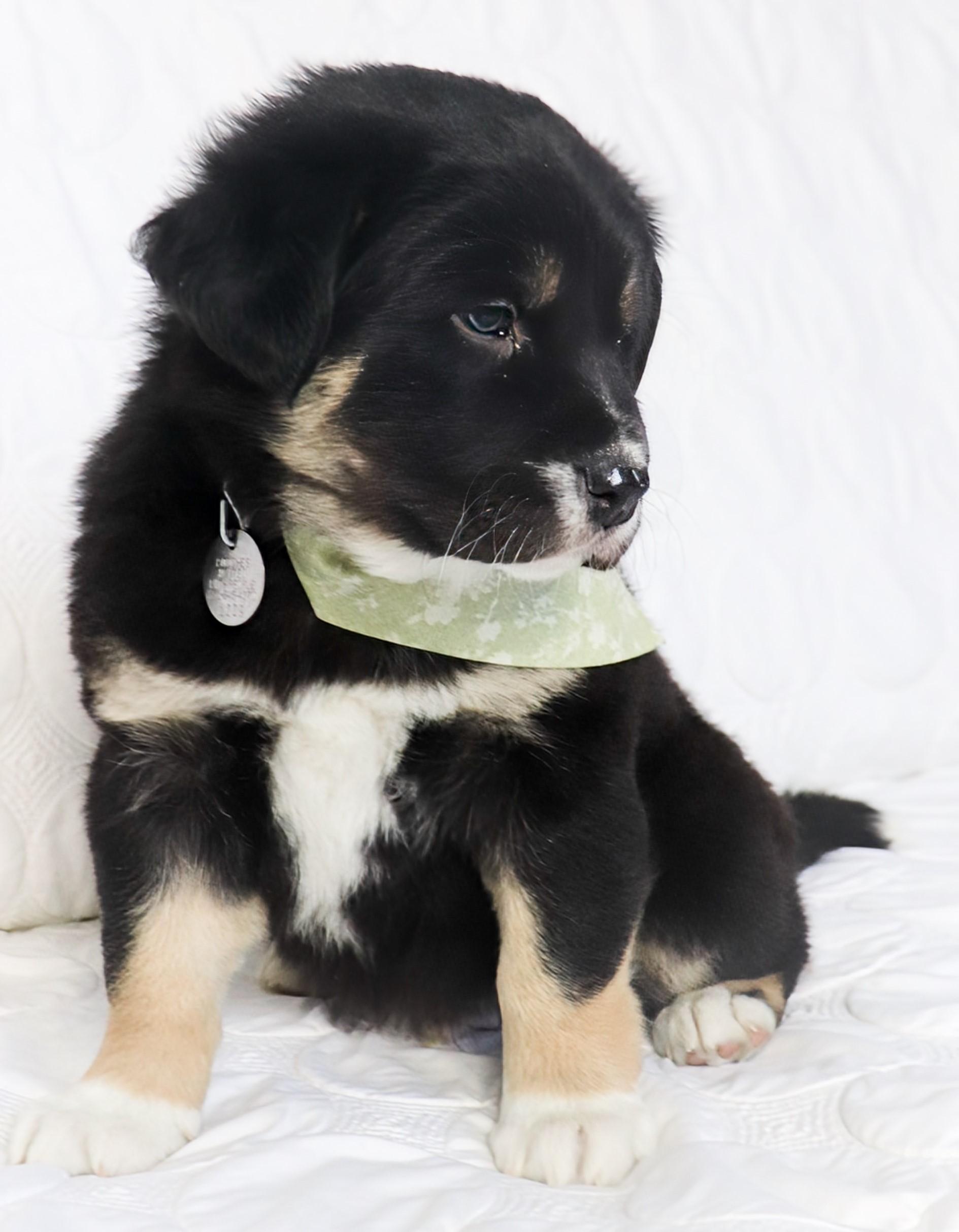 Enlarge Star, an adopted mixed breed in Saint Paul, MN image 5/6