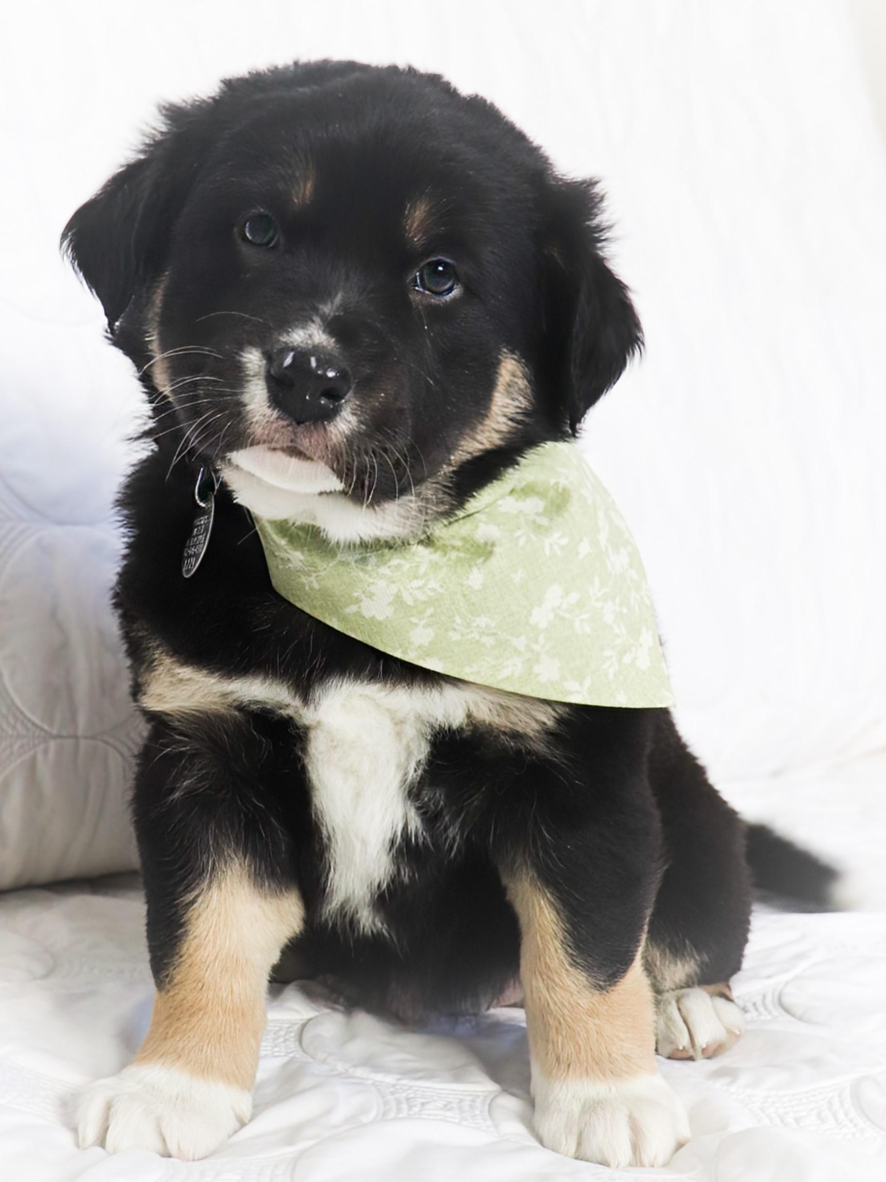 Enlarge Star, an adopted mixed breed in Saint Paul, MN image 1/6