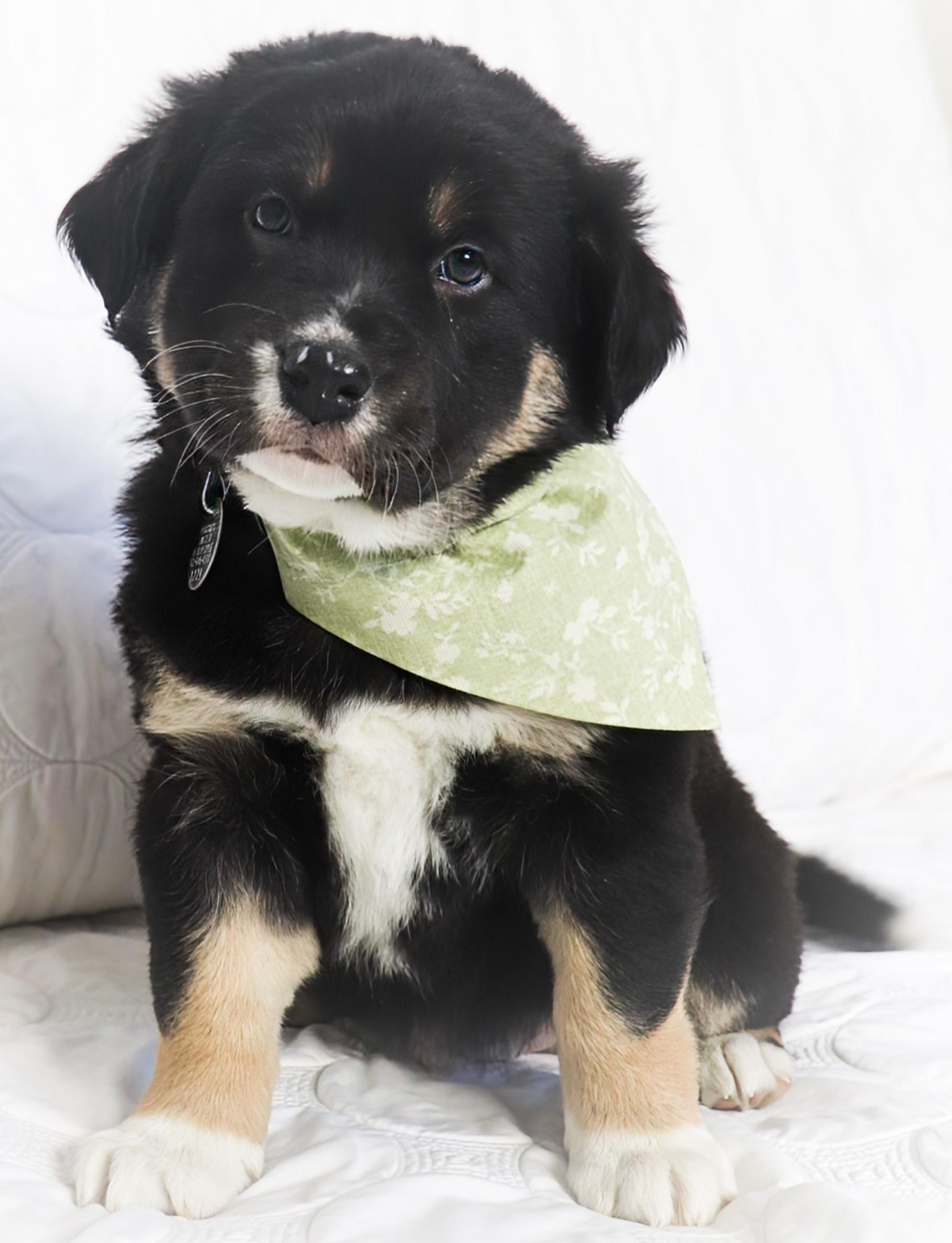 Enlarge Star, an adopted mixed breed in Saint Paul, MN image 4/6