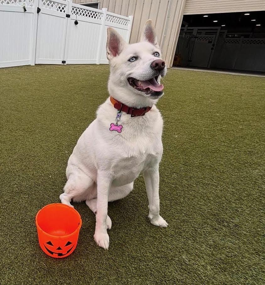 Artemis, ADOPTABLE, Adult Female Husky & German Shepherd Dog.