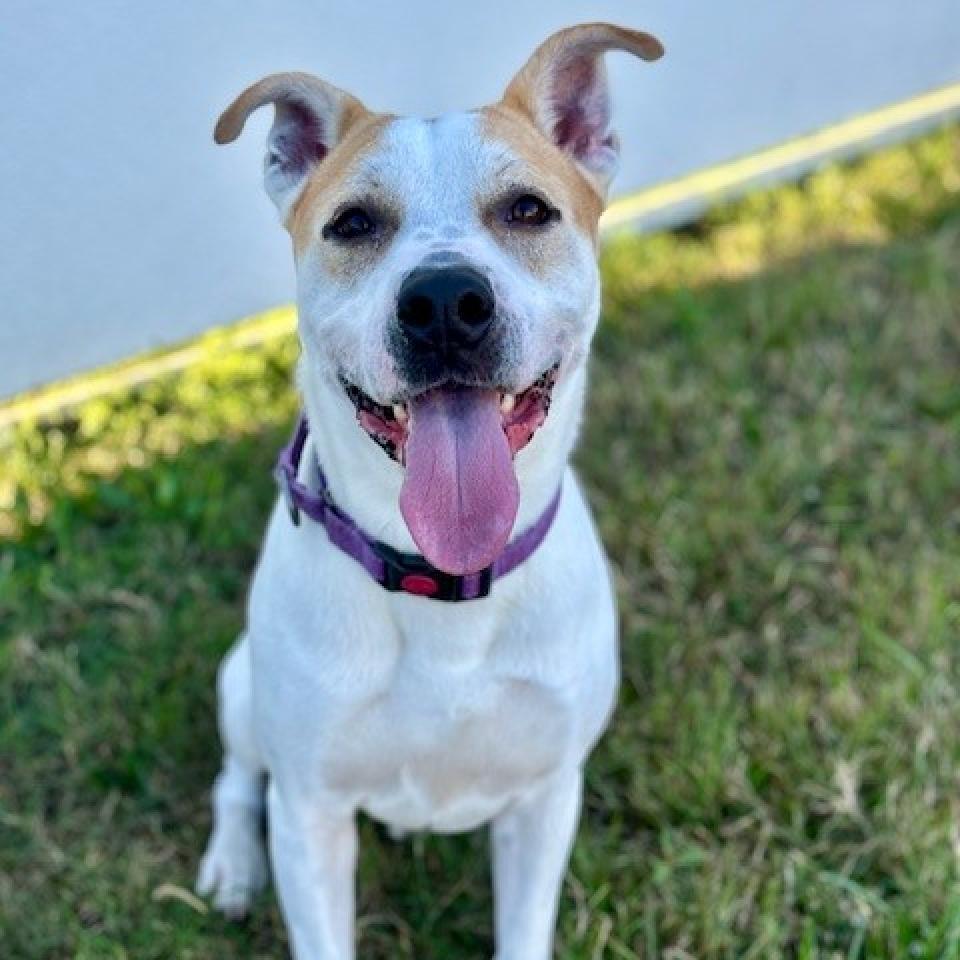 Gonzo, Adoptable, Adult Male Pit Bull Terrier.