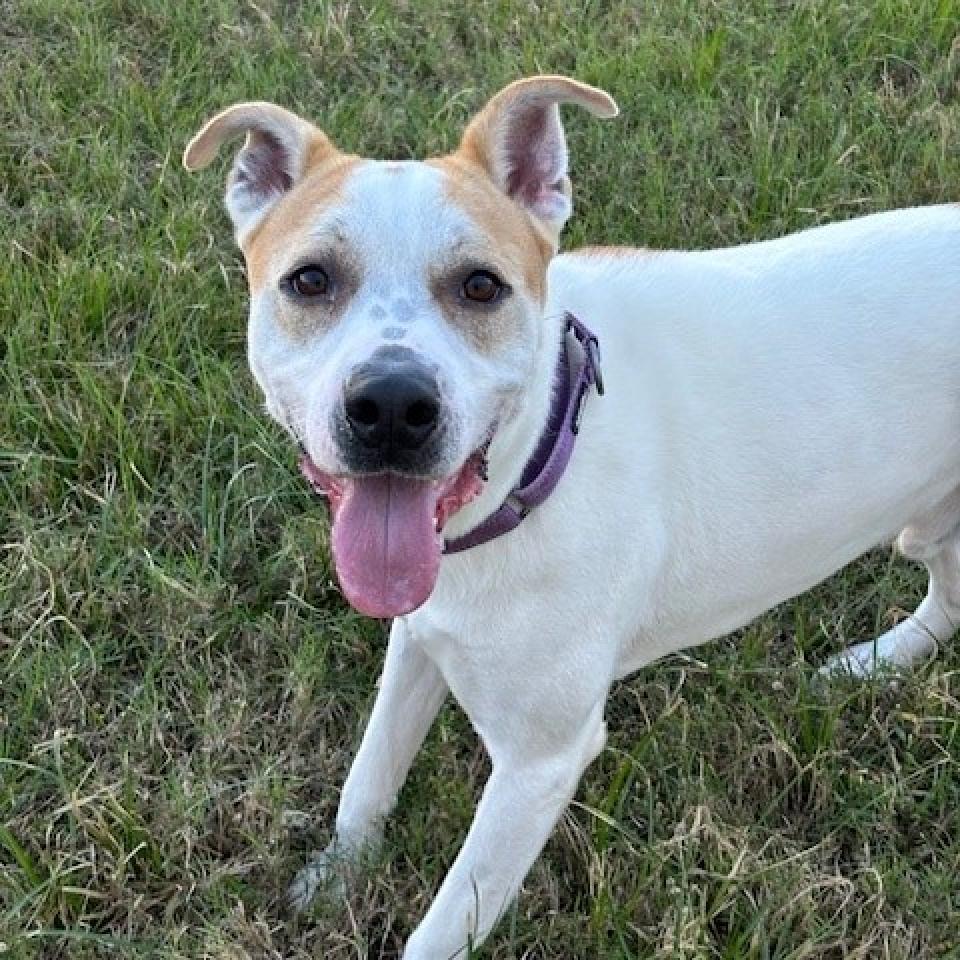 Enlarge Gonzo, a Adoptable mixed breed in League City, TX image 3/6