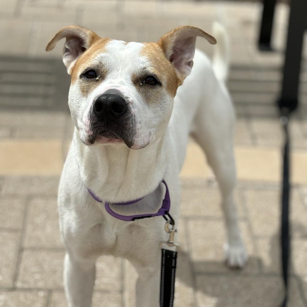 Enlarge Gonzo, a Adoptable mixed breed in League City, TX image 4/6
