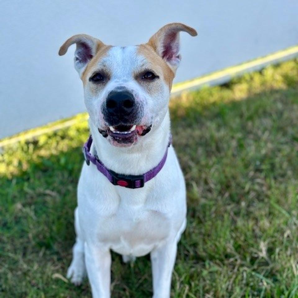 Enlarge Gonzo, a Adoptable mixed breed in League City, TX image 5/6