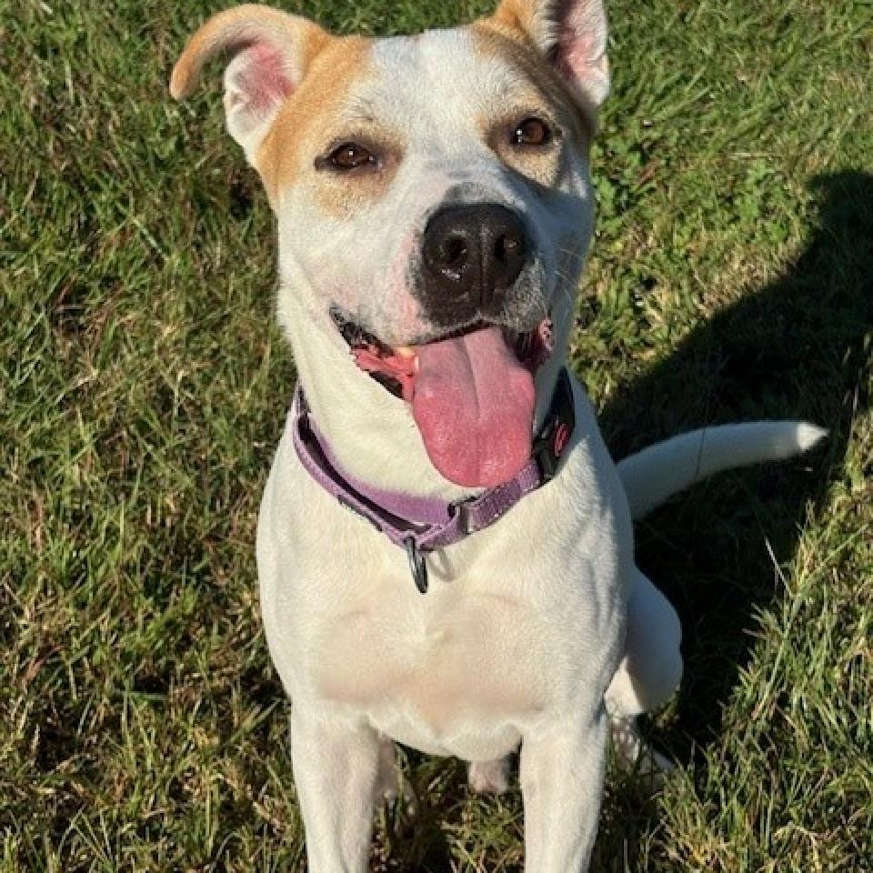 Enlarge Gonzo, a Adoptable mixed breed in League City, TX image 6/6