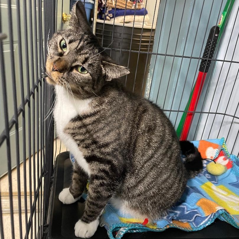 Enlarge Rene, a ADOPTABLE Domestic Short Hair in Spencer, IN image 3/3