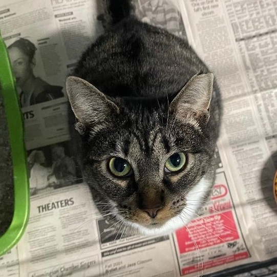 Rene, ADOPTABLE, Young Female Domestic Short Hair.