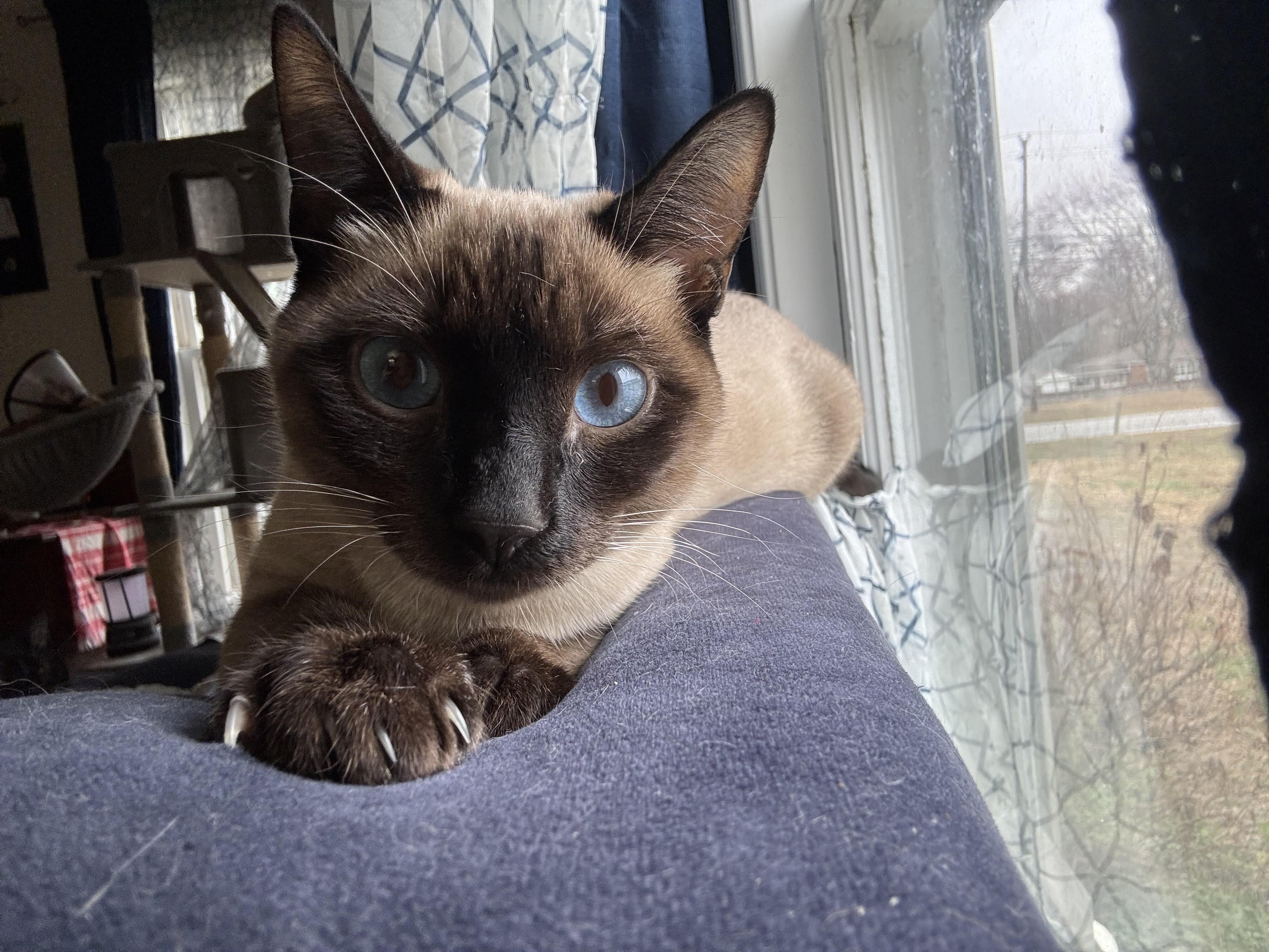 Enlarge Fred and Frank Bonded , an adopted Siamese in Charlotte, NC image 4/4