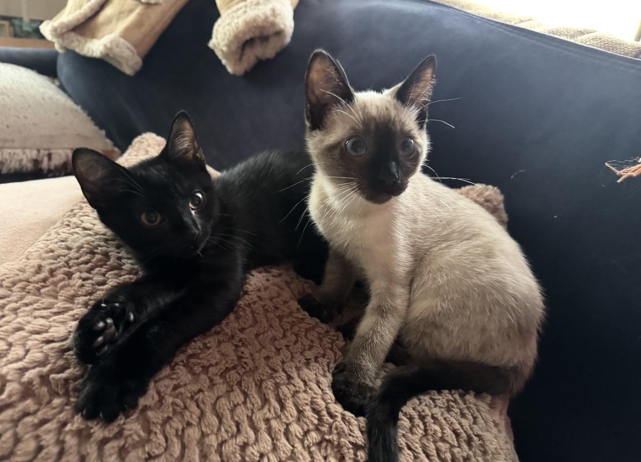 Enlarge Fred and Frank Bonded , an adopted Siamese in Charlotte, NC image 2/4