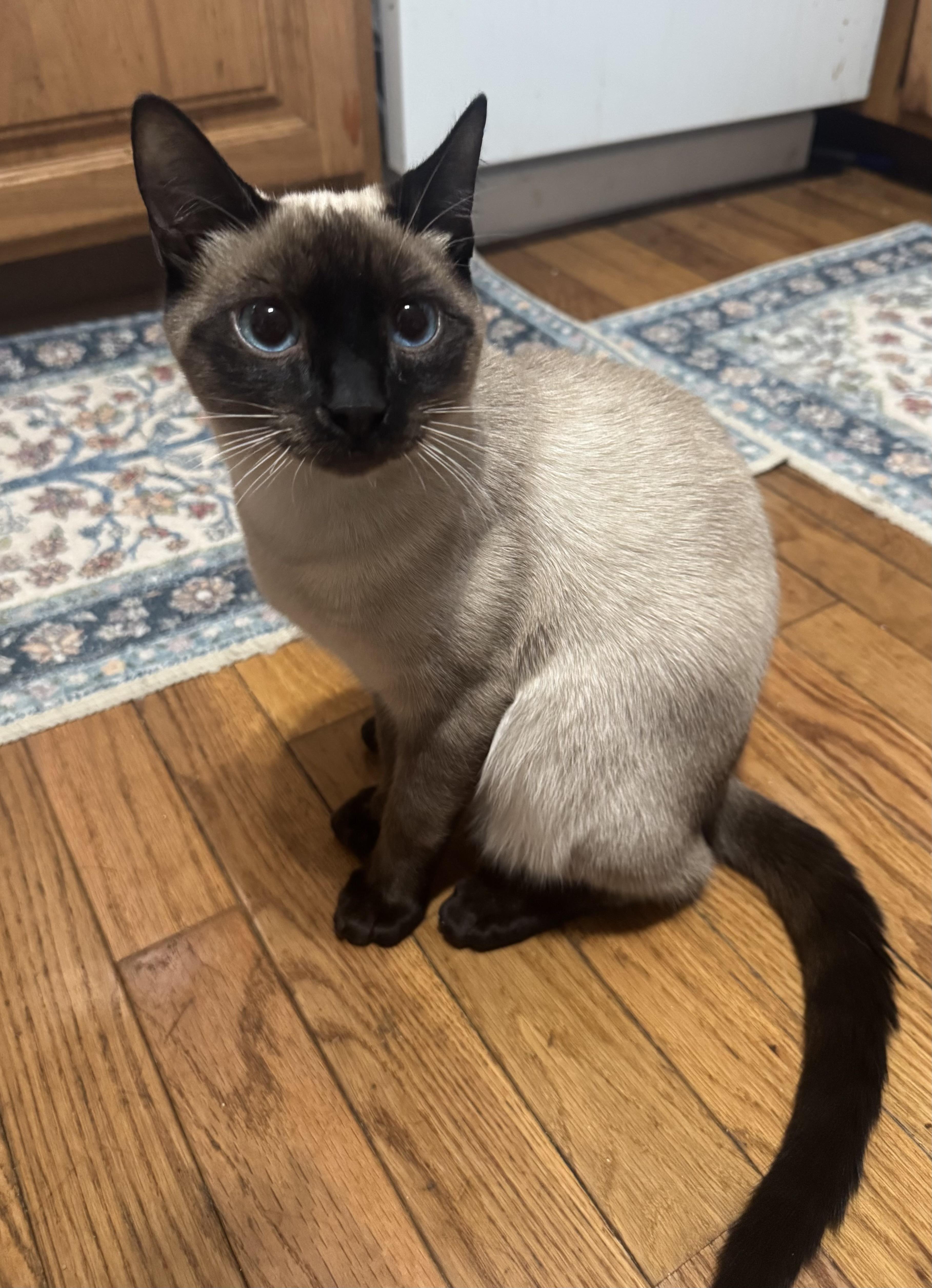 Enlarge Fred and Frank Bonded , an adopted Siamese in Charlotte, NC image 3/4