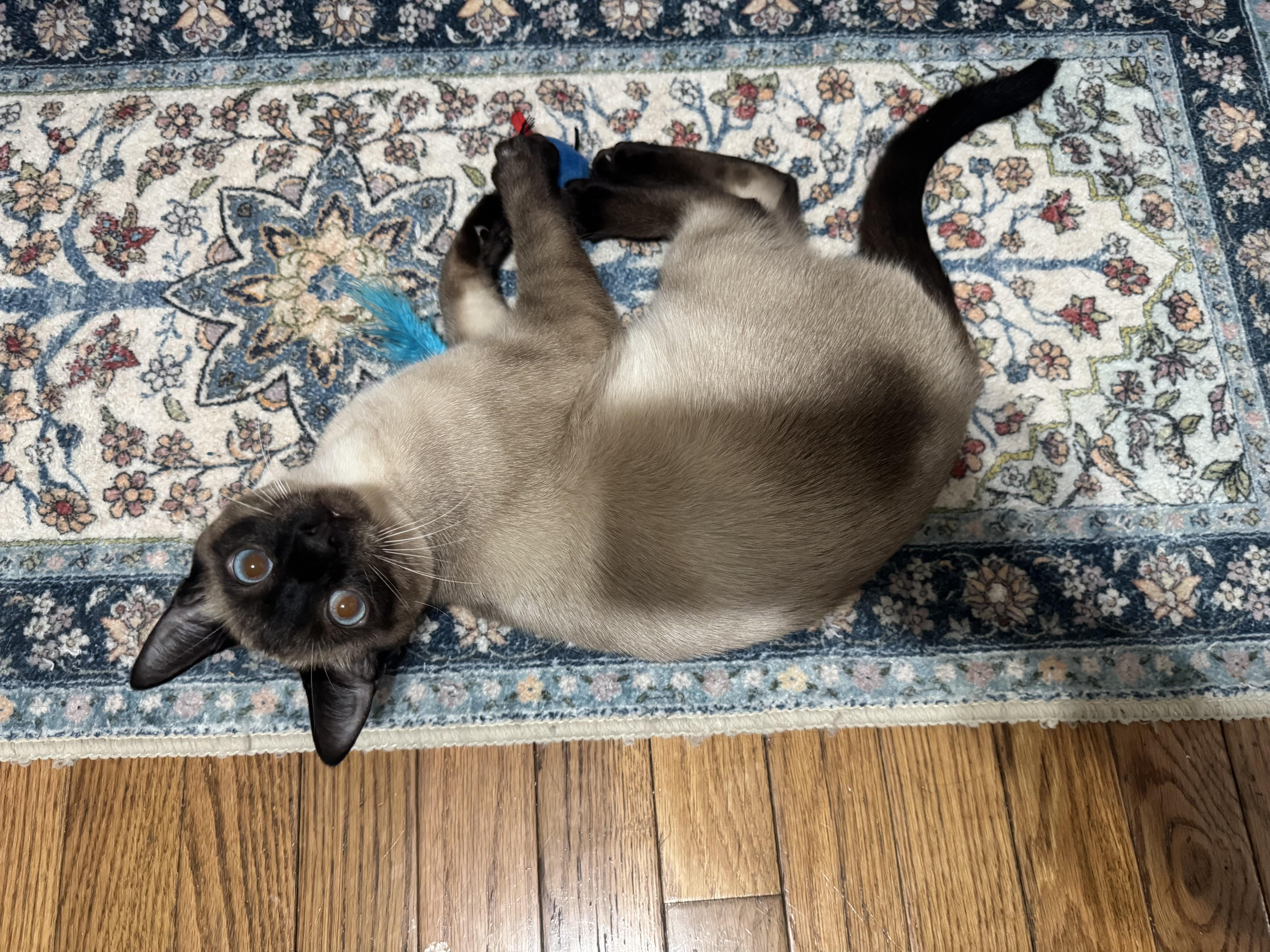 Fred and Frank Bonded , adopted, Kitten Male Siamese.