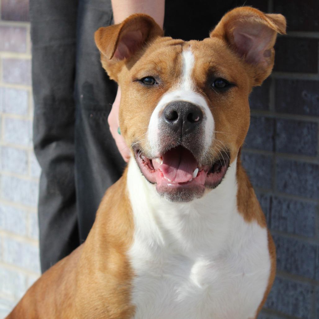 Enlarge Rowdy, a Adoptable mixed breed in McPherson, KS image 2/6