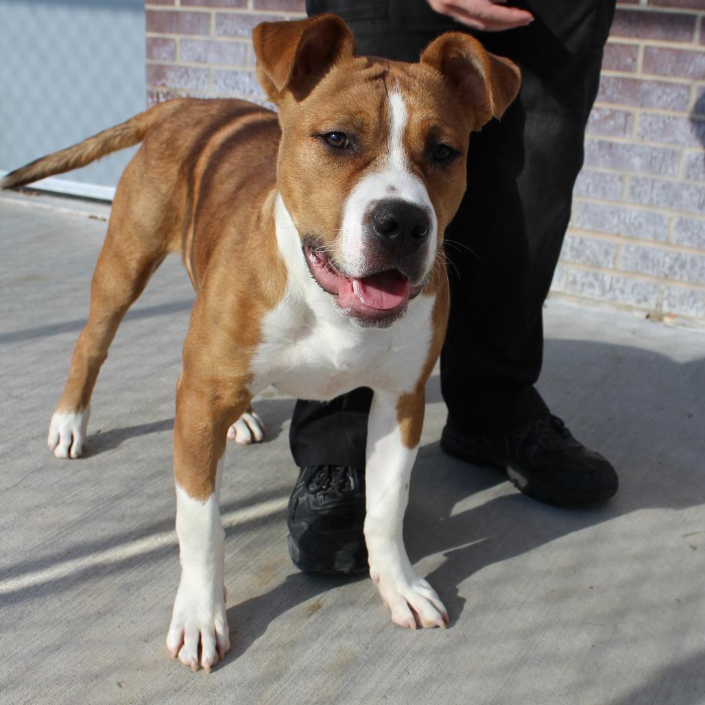 Enlarge Rowdy, a Adoptable mixed breed in McPherson, KS image 3/6