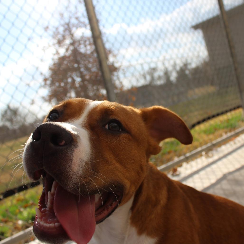 Enlarge Rowdy, a Adoptable mixed breed in McPherson, KS image 4/6