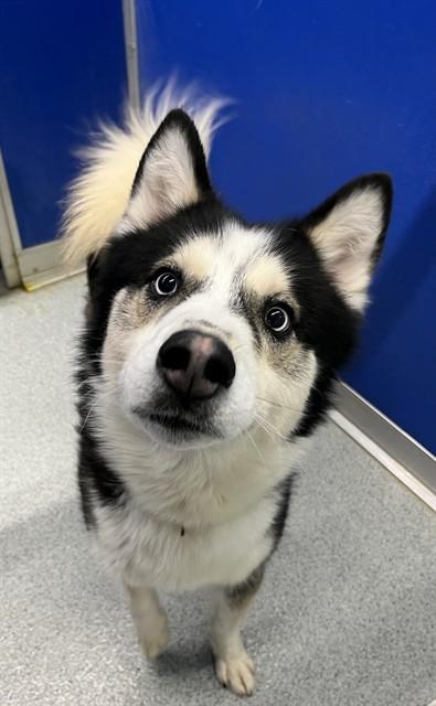 SHANOOK, Adoptable, Adult Male Siberian Husky.