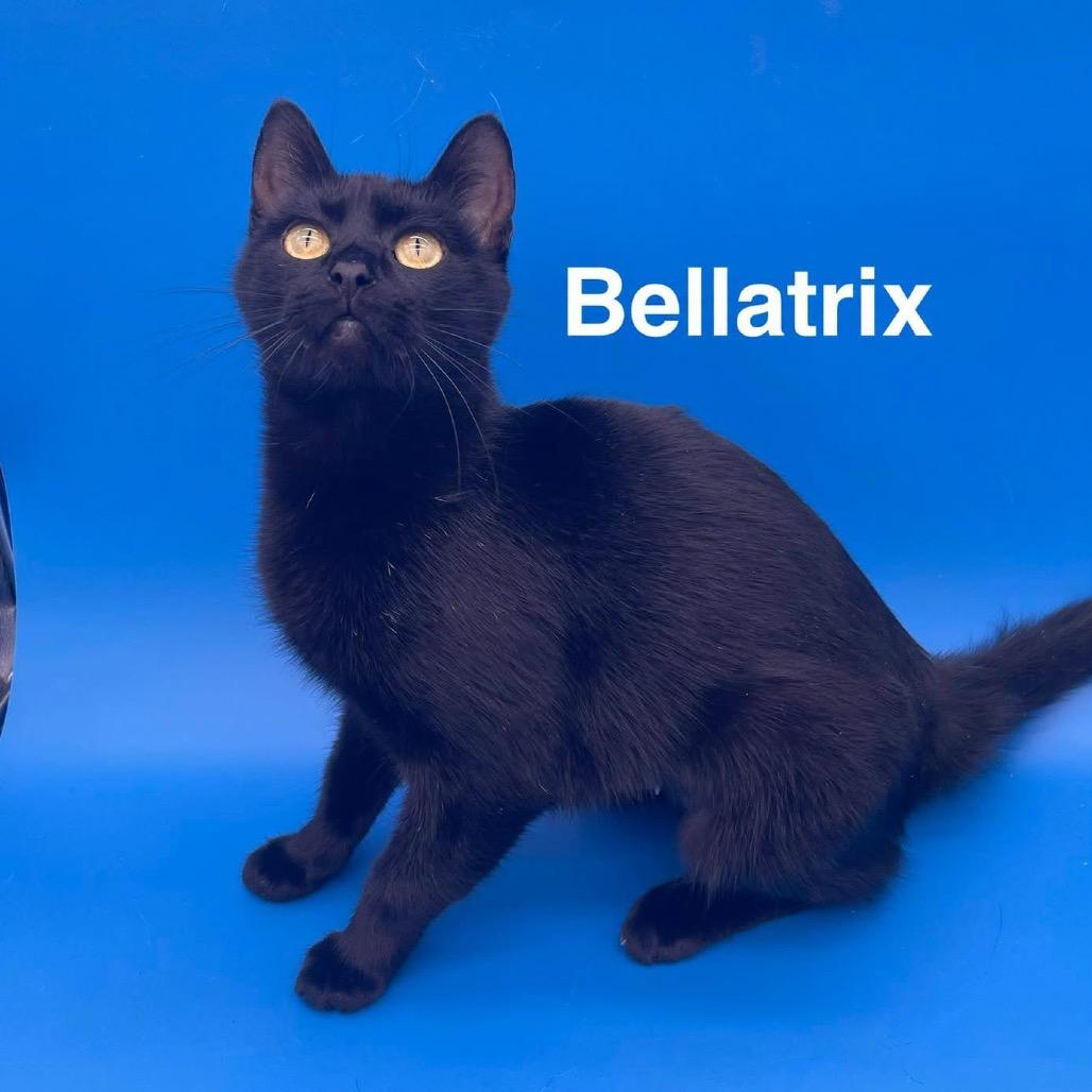 Bellatrix photo