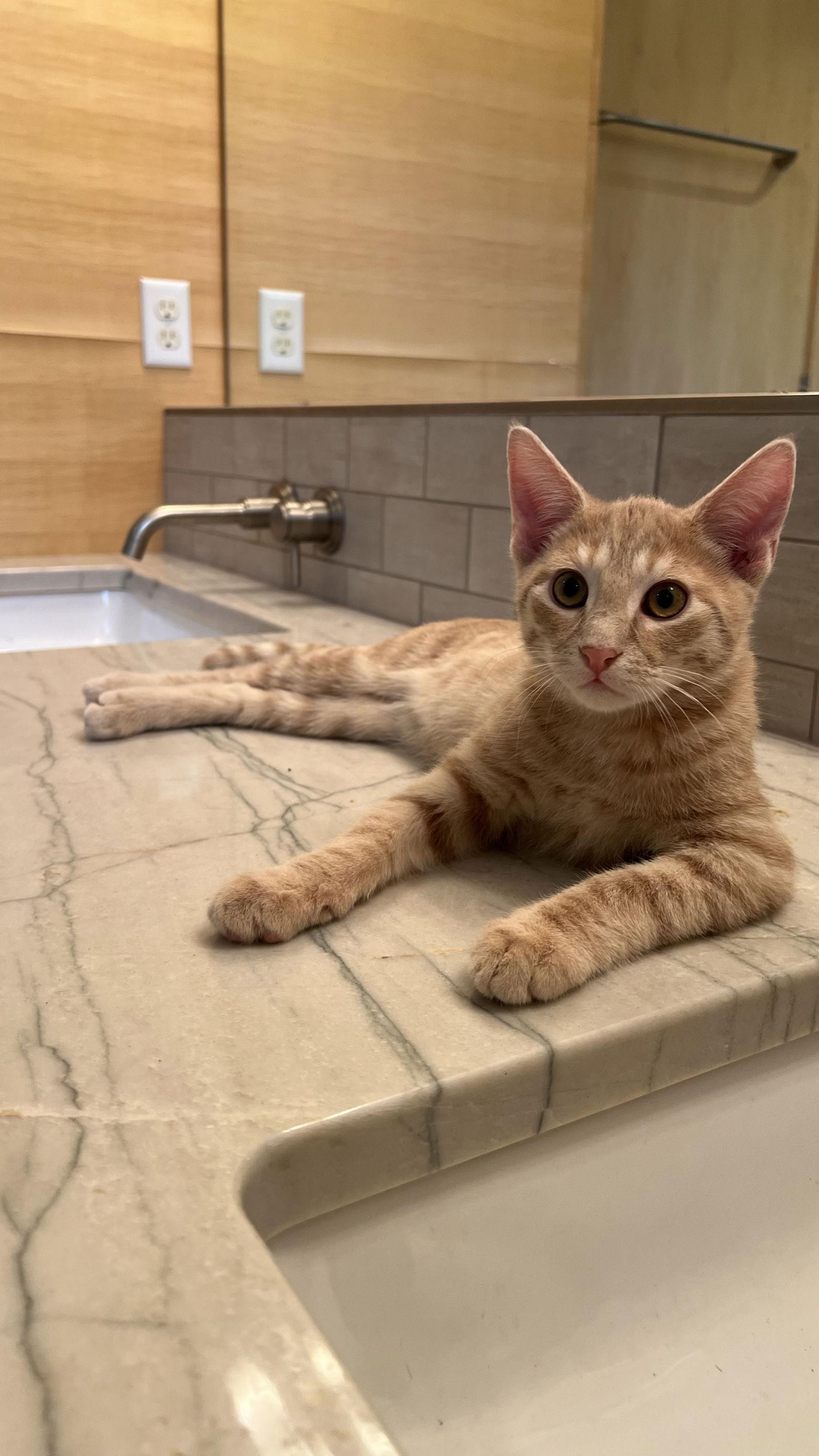 Enlarge Java, a Adopted Domestic Short Hair in Broomall, PA image 1/3