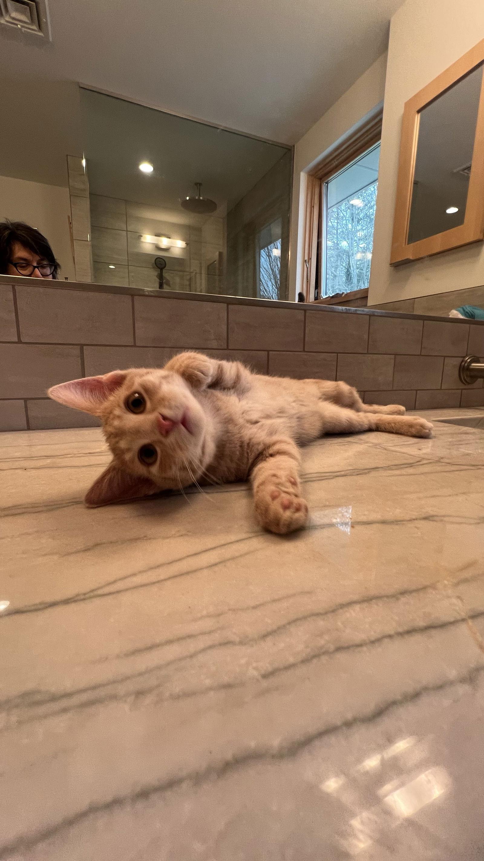 Enlarge Java, a Adopted Domestic Short Hair in Broomall, PA image 2/3