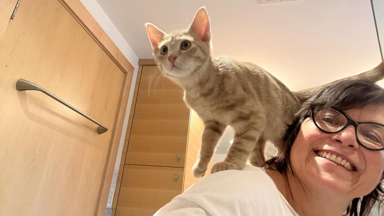 Enlarge Java, a Adopted Domestic Short Hair in Broomall, PA image 3/3