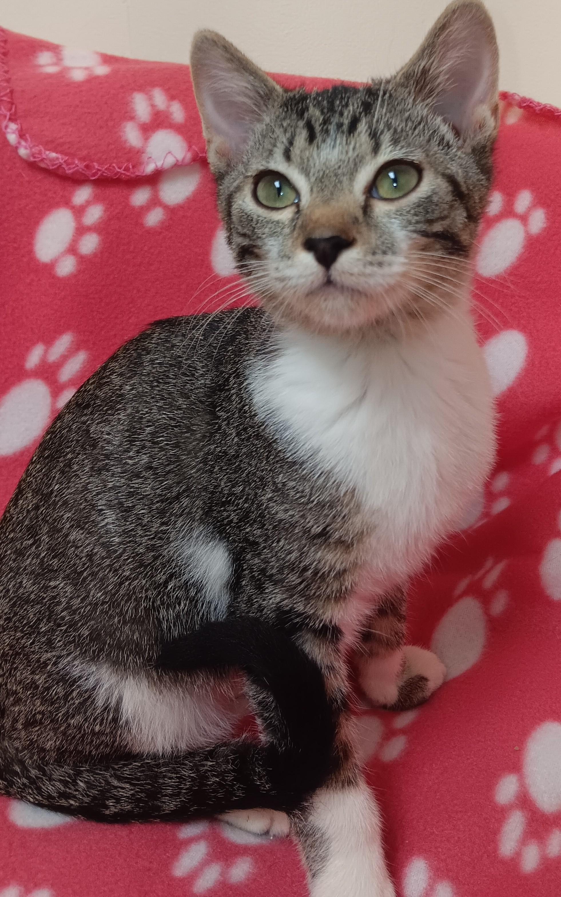 Simon, Young Male Domestic Short Hair