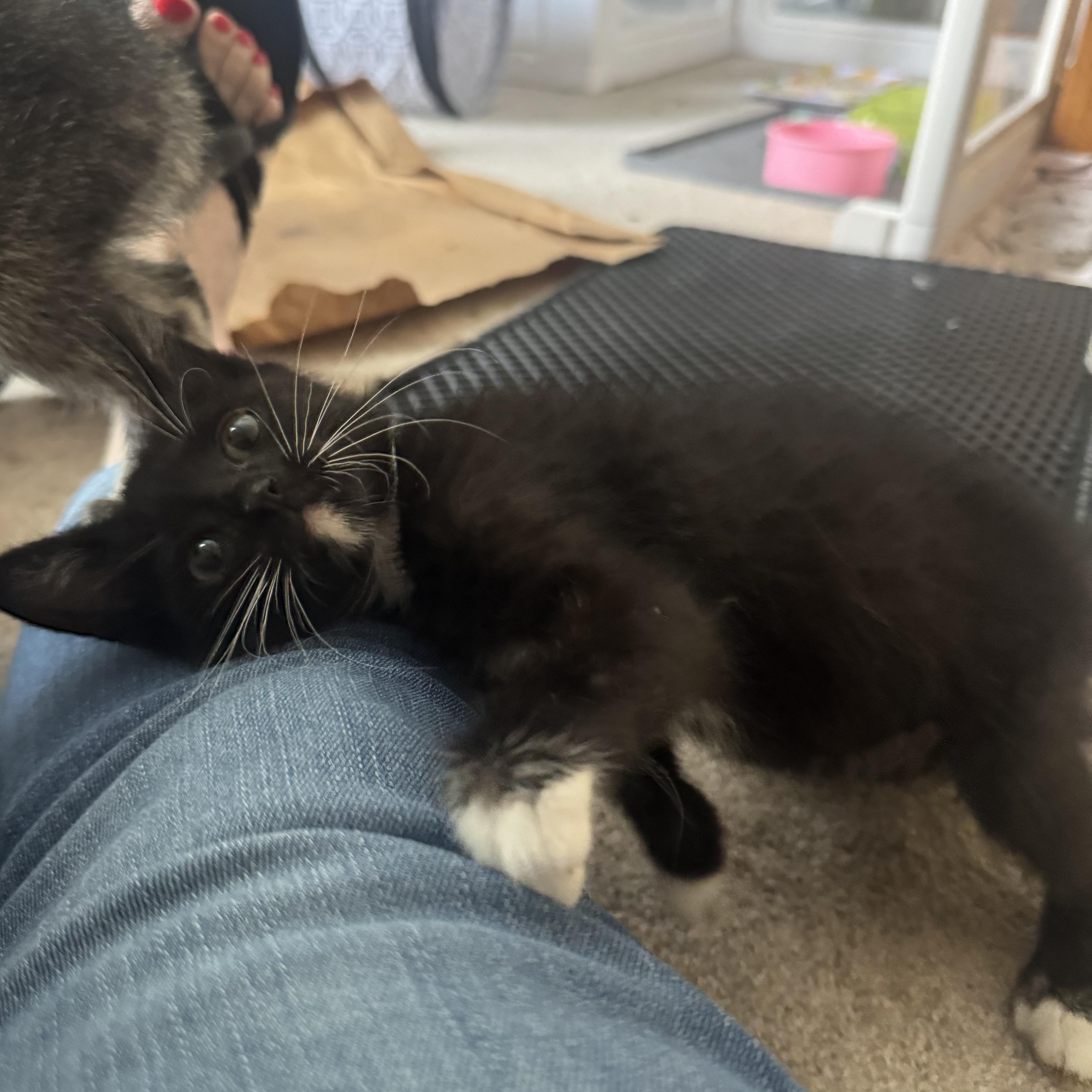 Hickory, an adopted Domestic Short Hair in Murfreesboro, TN image 3/3