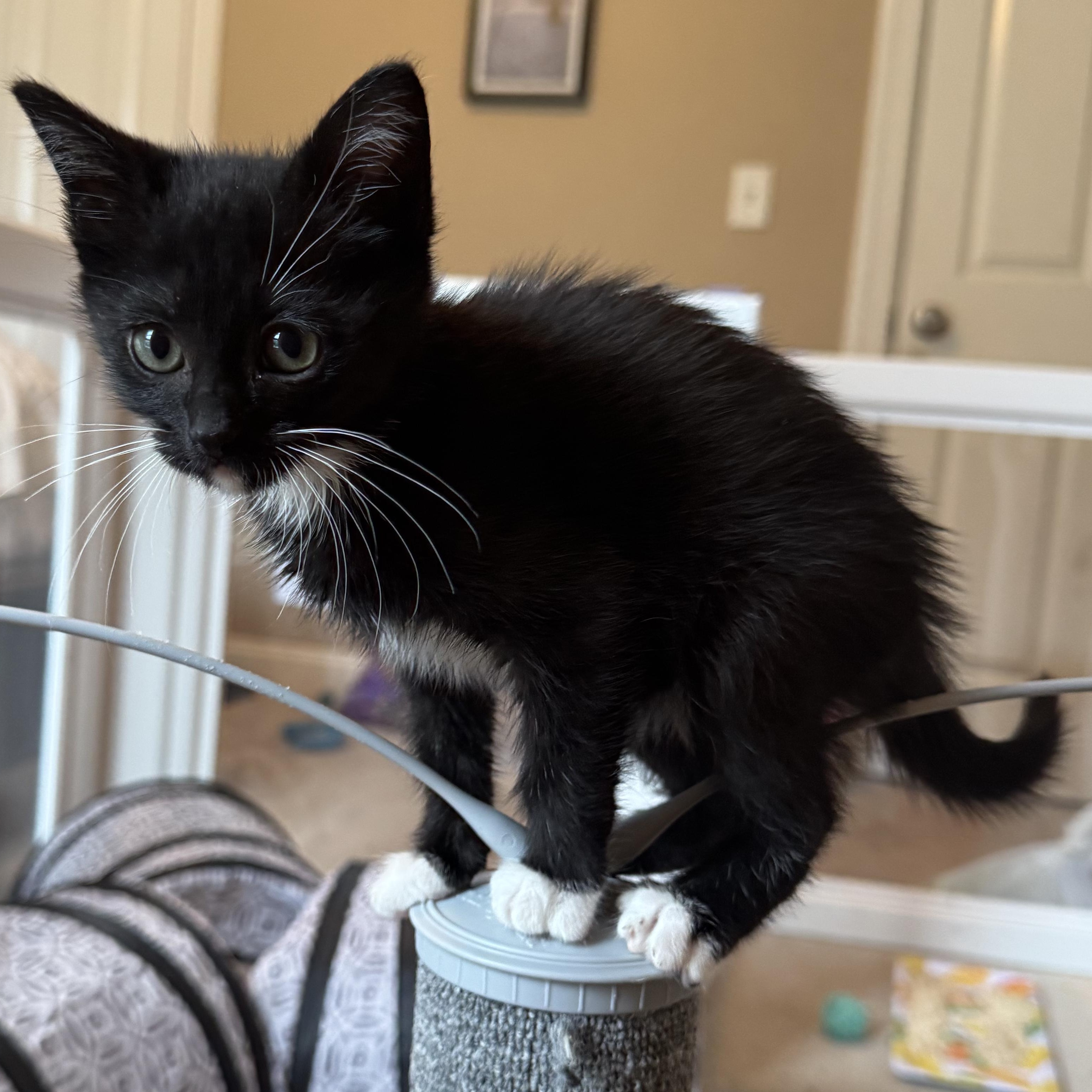 Hickory, an adopted Domestic Short Hair in Murfreesboro, TN image 2/3