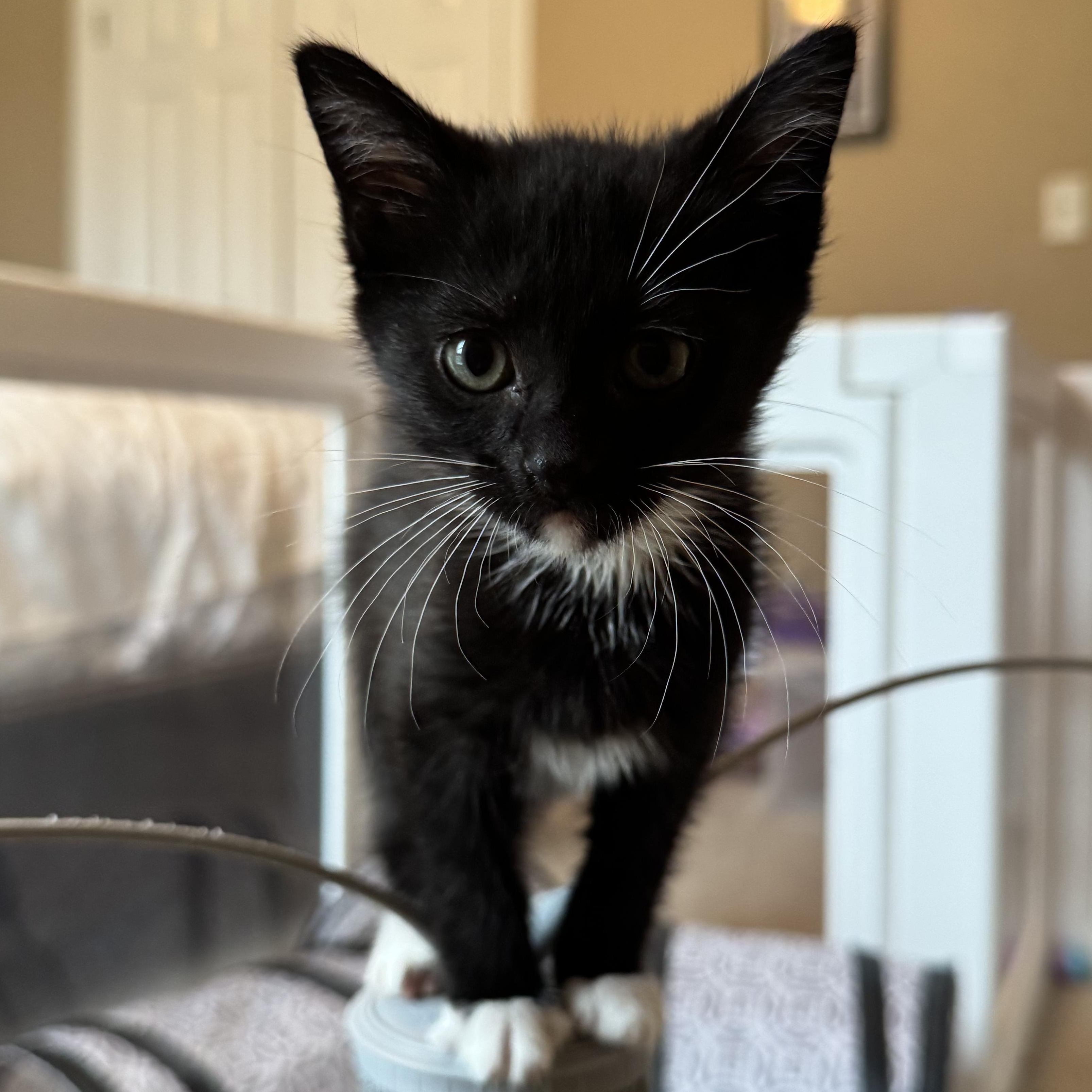 Hickory, adopted, Kitten Female Domestic Short Hair.