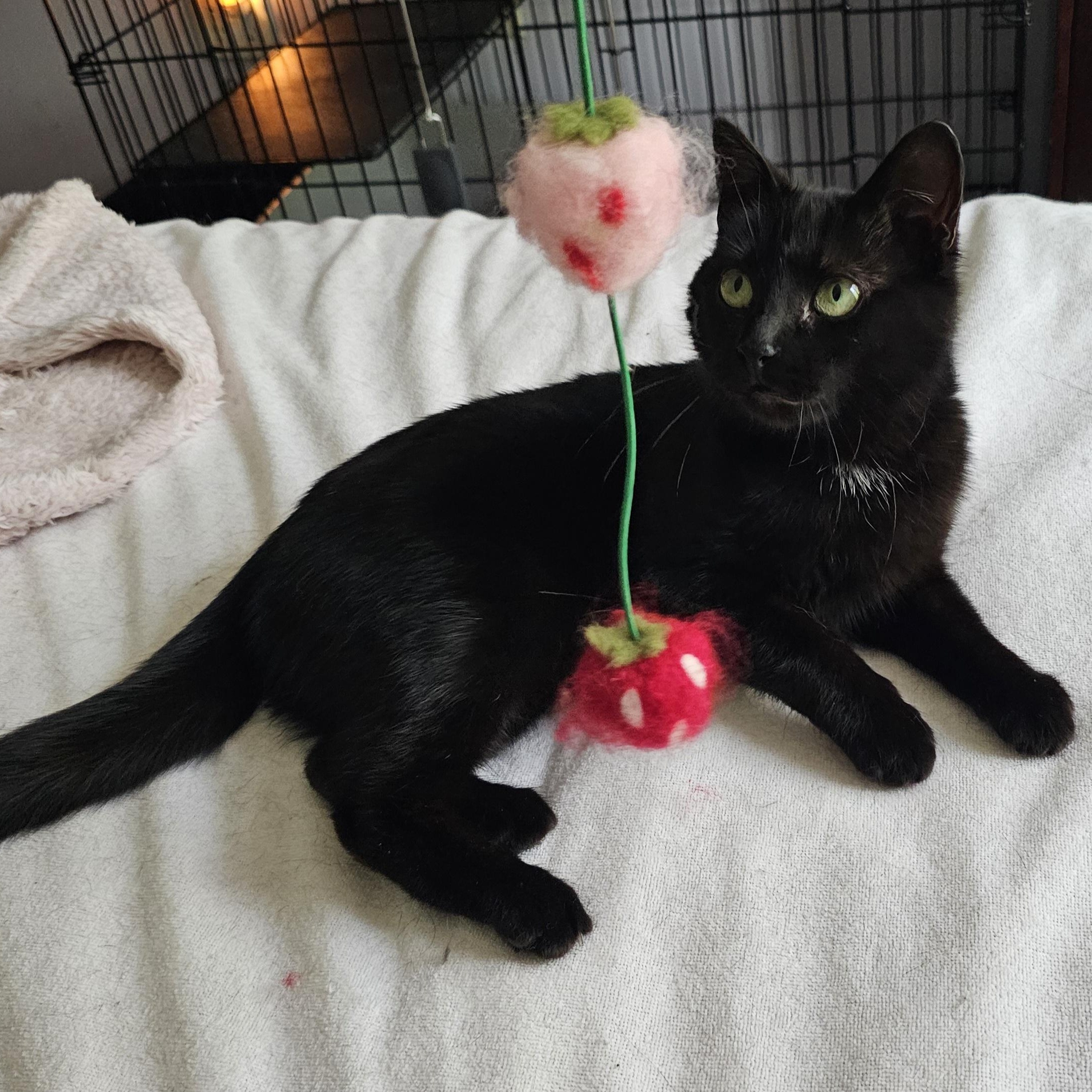 Enlarge Baby, a ADOPTABLE Domestic Short Hair in Ridgefield, CT image 2/6