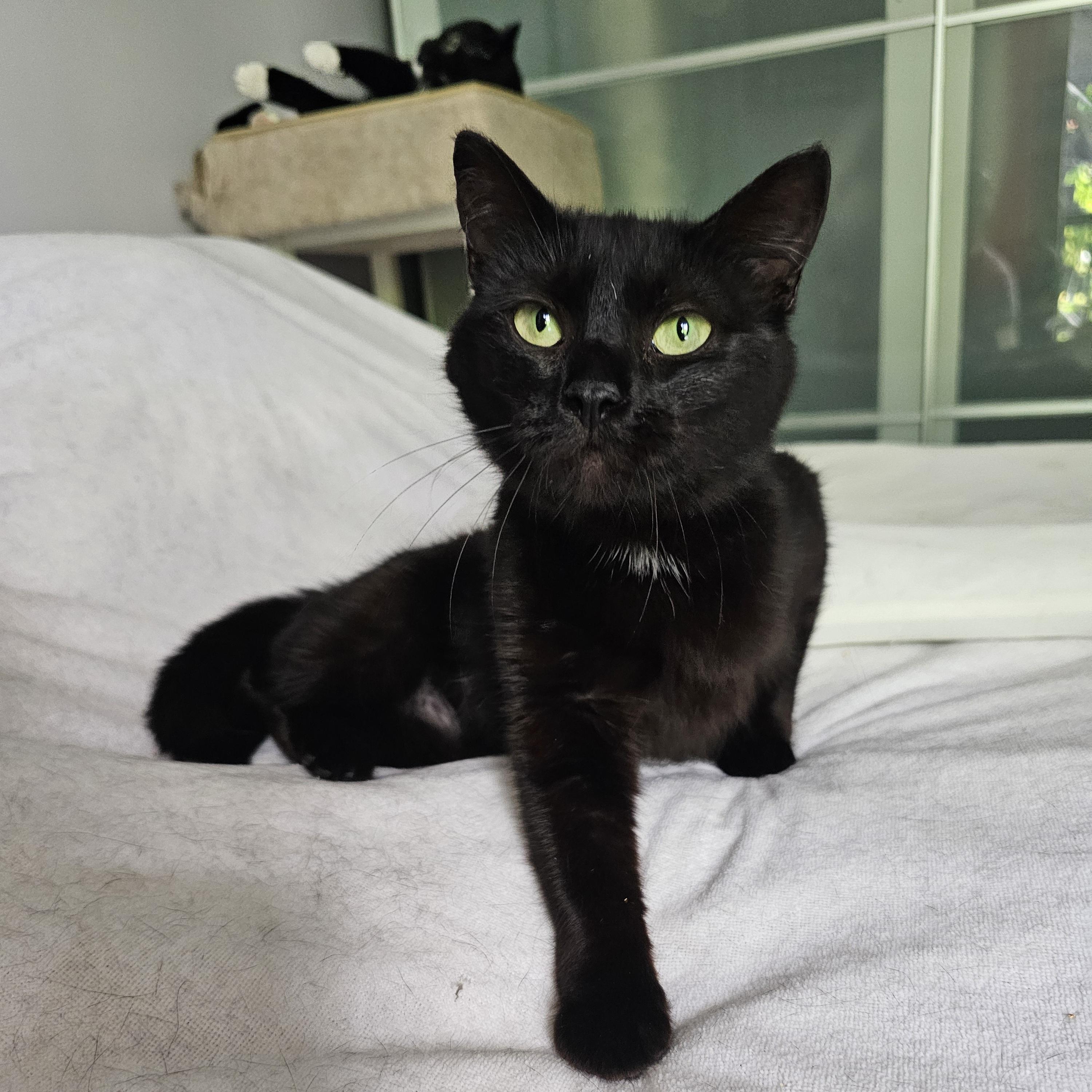 Enlarge Baby, a ADOPTABLE Domestic Short Hair in Ridgefield, CT image 5/6